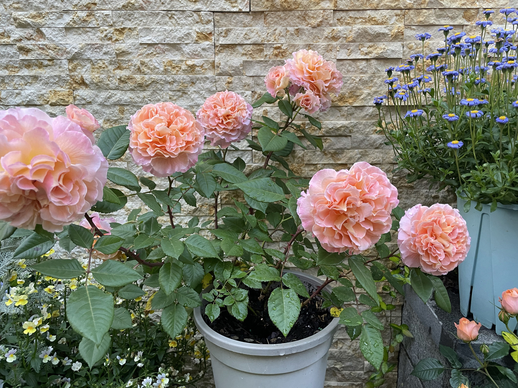 月季:奥古斯塔·路易斯 一款初开平平,开翻后却惊艳无数人的月季花大