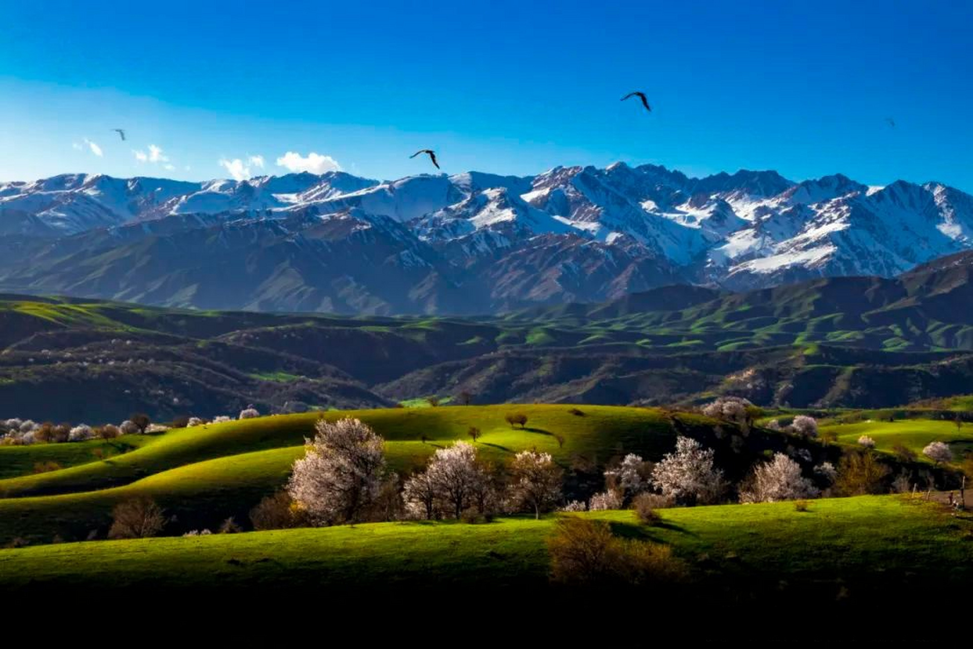 霍城大西沟福寿山的杏花 02@文旅中国02