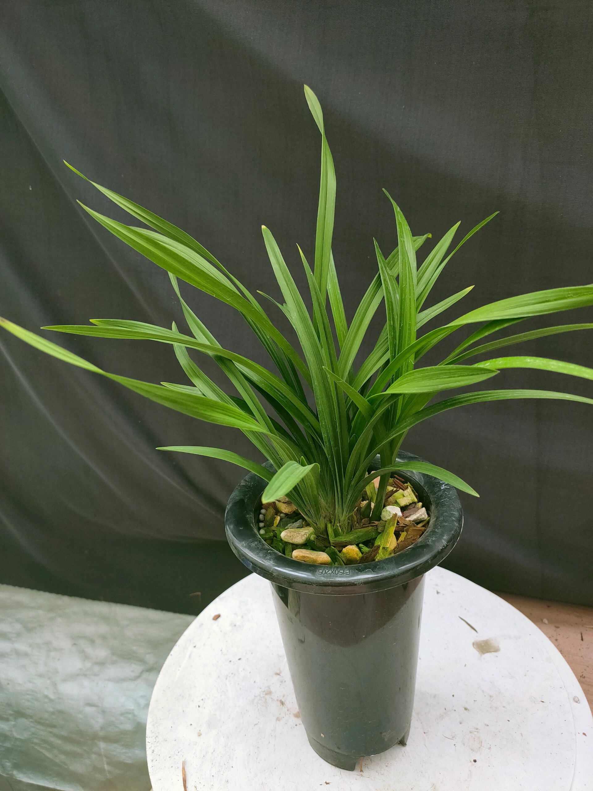 春兰九仙牡丹带花苞发货