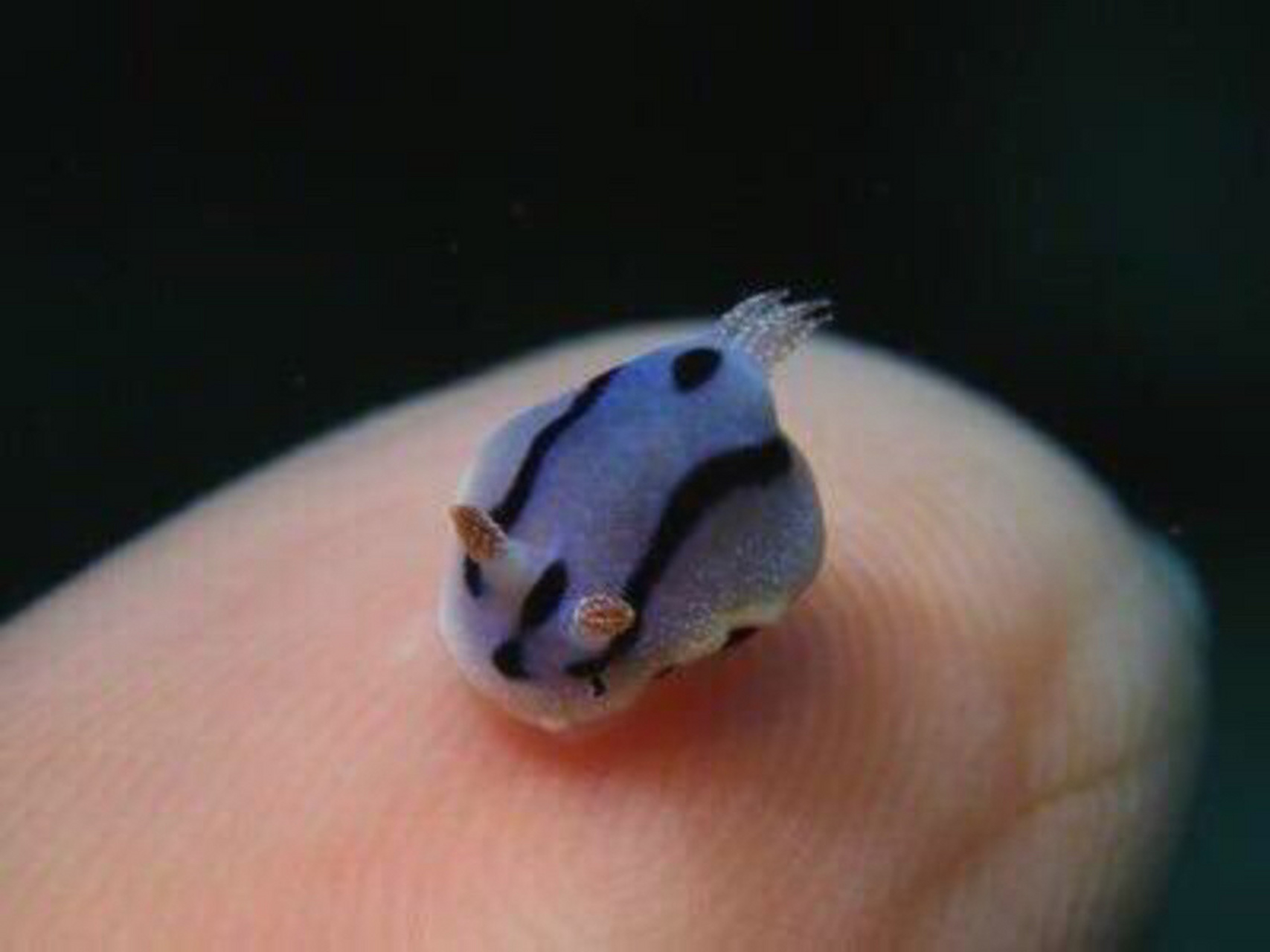 威廉多彩海蛞蝓,好迷你的