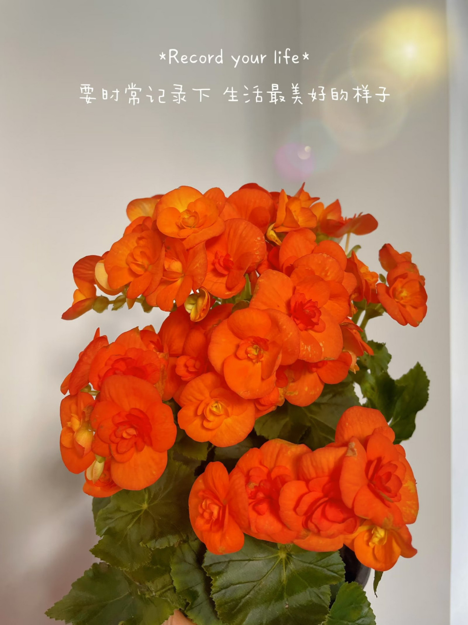 丽格海棠修剪 丽格海棠花期还是比较长的,后面花开的稀稀拉拉的啦!