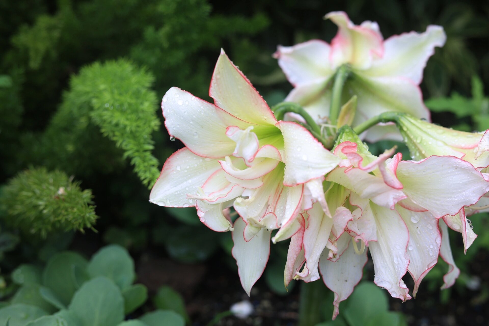 太爱白色系朱顶红了 阿芙蕾 滑稽演员 还有一个不知道品种