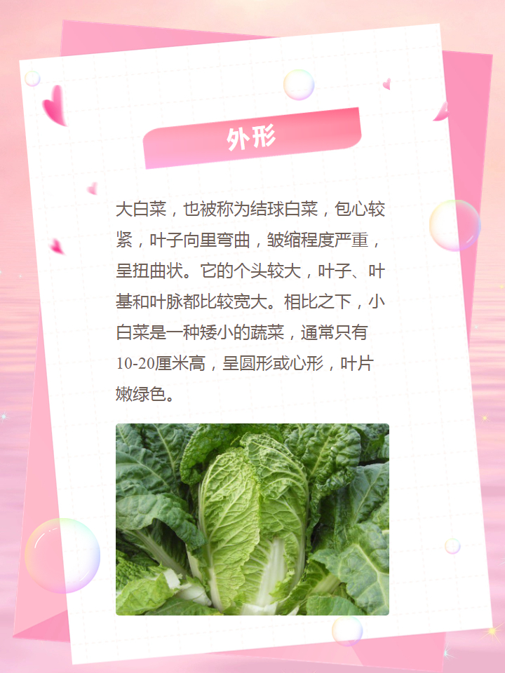 小白菜和大白菜的区别图片