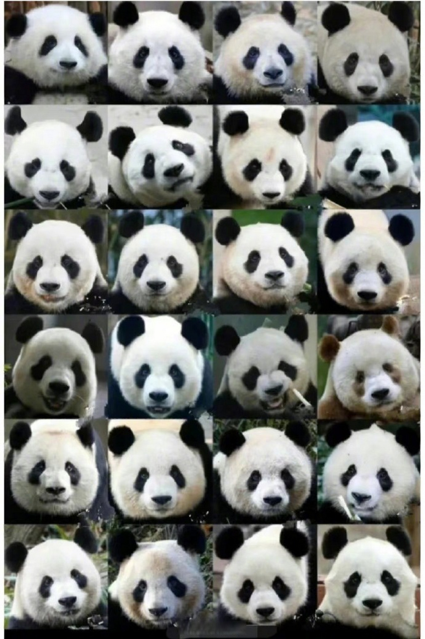 【快来围观#萌度爆表的大熊猫辨认图# [国宝]】"花花""萌兰"傻傻分不