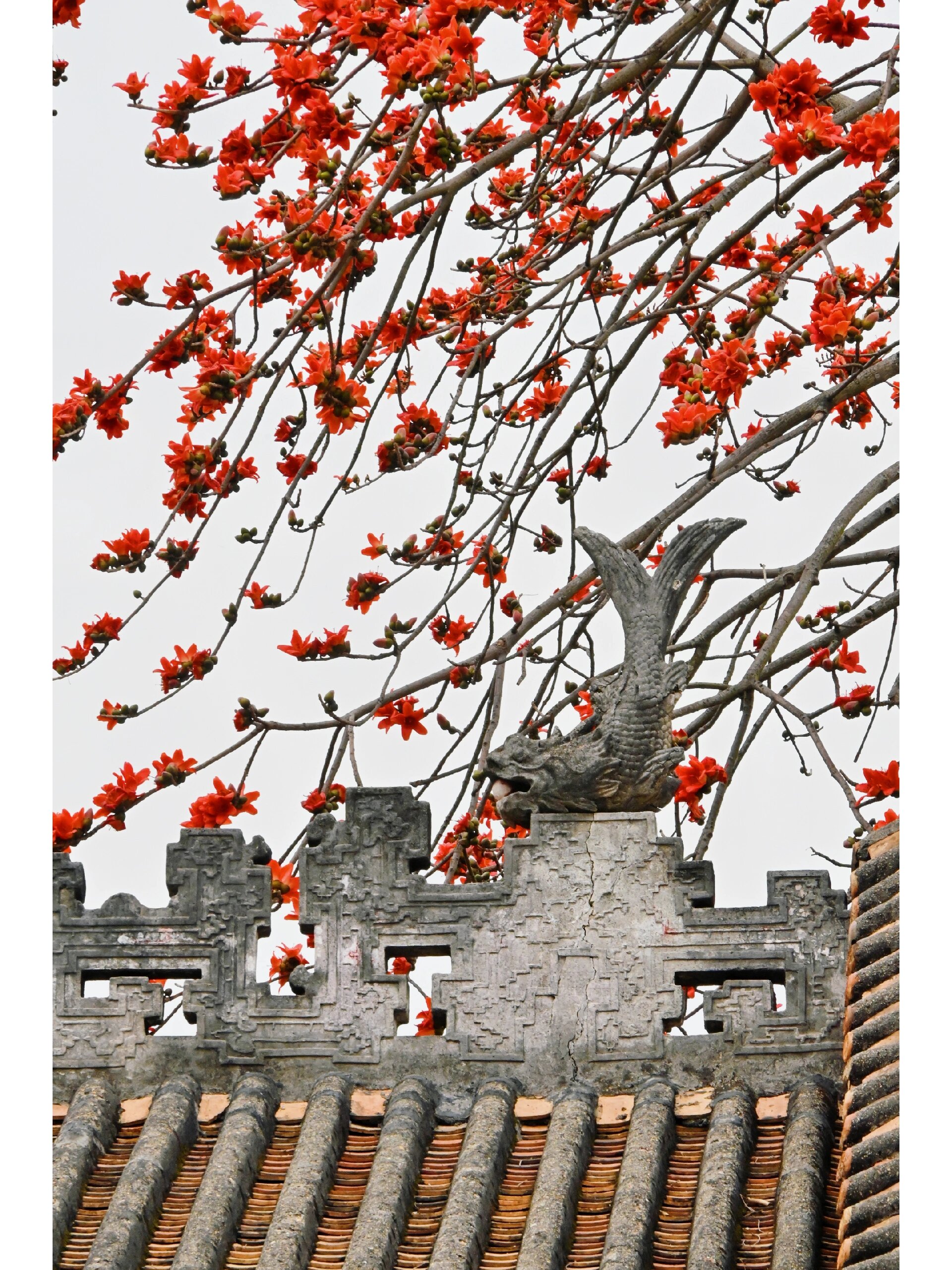 广州| 打卡广州市花-木棉花