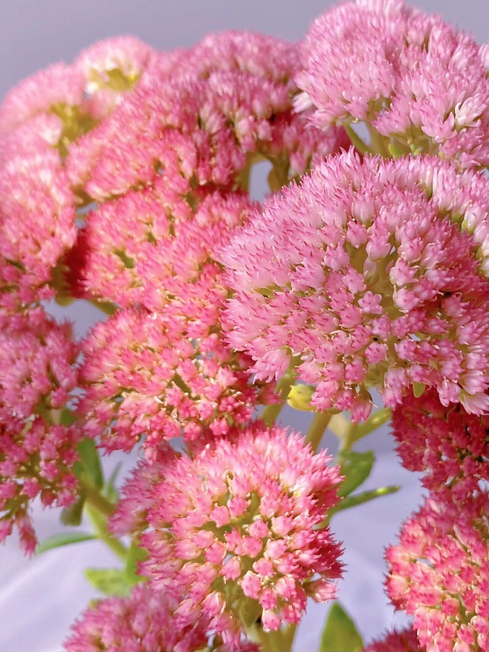 听说这个长得像马海毛的花能养到地老天荒 景天:八宝景天,又叫华丽