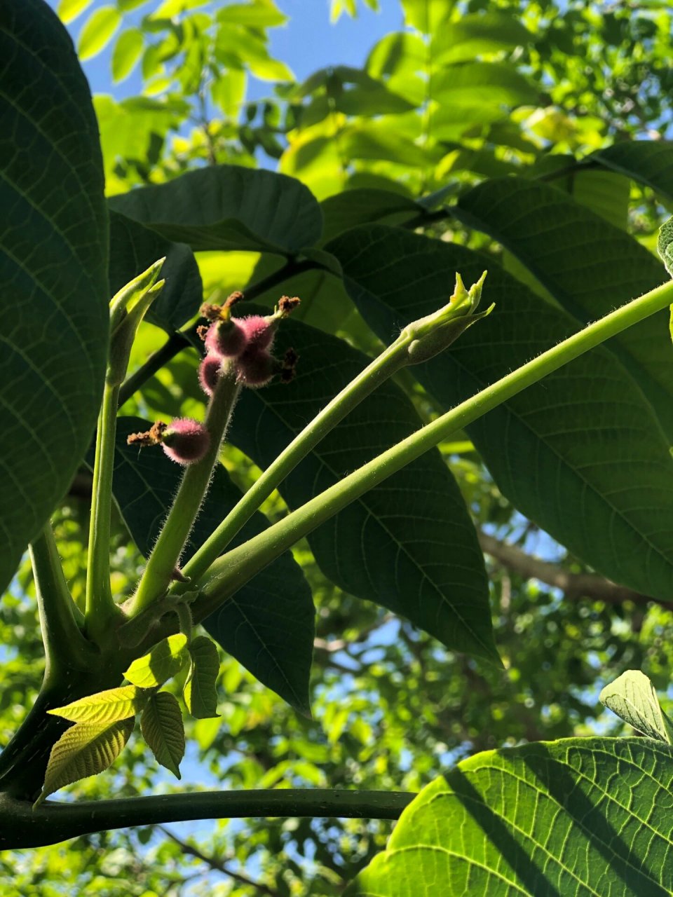 核桃开花了,您能看出哪是三棱 哪是双胞胎吗 虽然看着像小核桃,雌花分