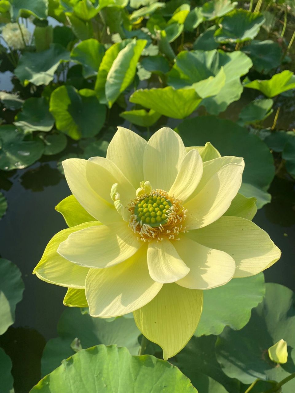 确实是很好看这款黄绿色的荷花 这款荷花叫金陵凝翠 大花型荷花 送你