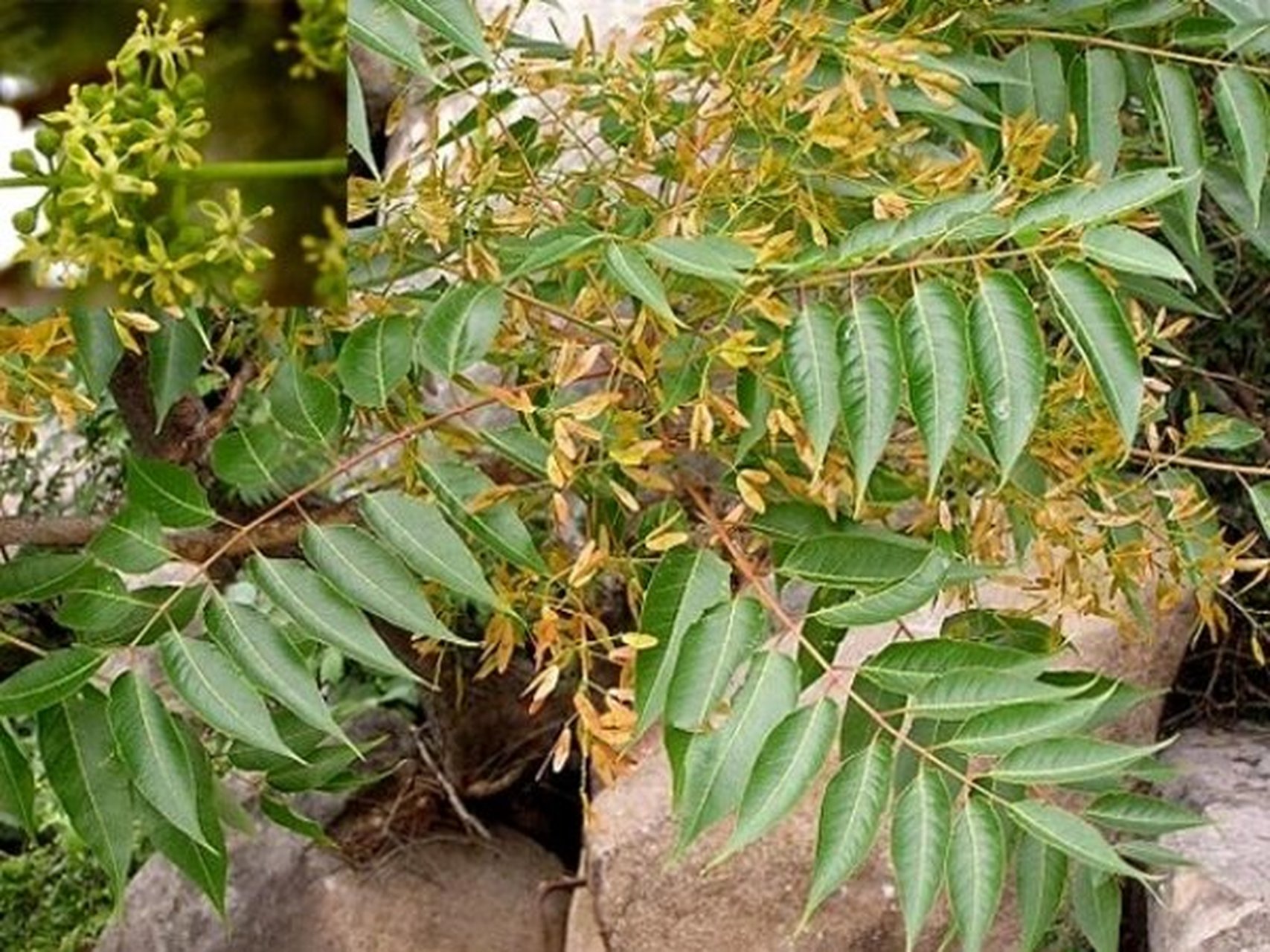 身边的中草药——椿皮 椿皮,别名椿根皮,椿白皮,臭椿,樗白皮,樗根皮