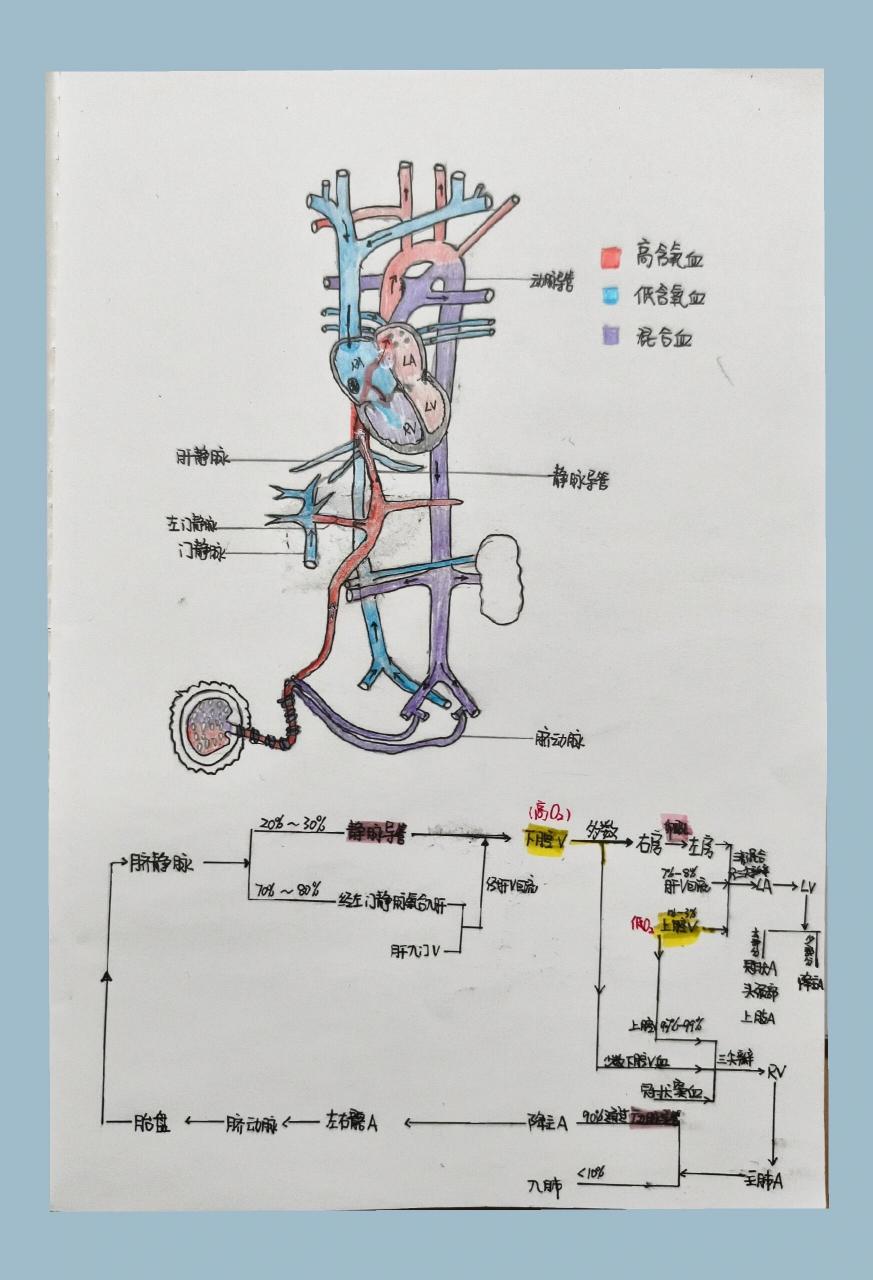 血液循环绘图图片