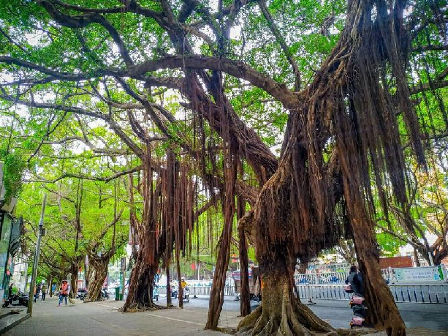 植物笔记day50 榕树 名称:榕树(桑科 榕属) 	 特征:大乔木,高达15-25