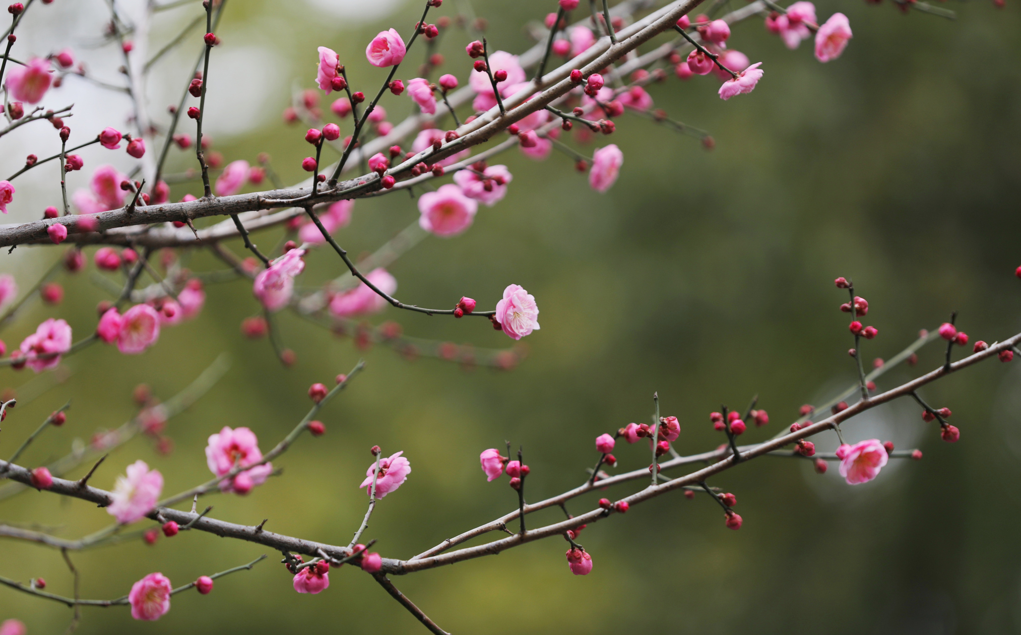 冬日里,红梅开了