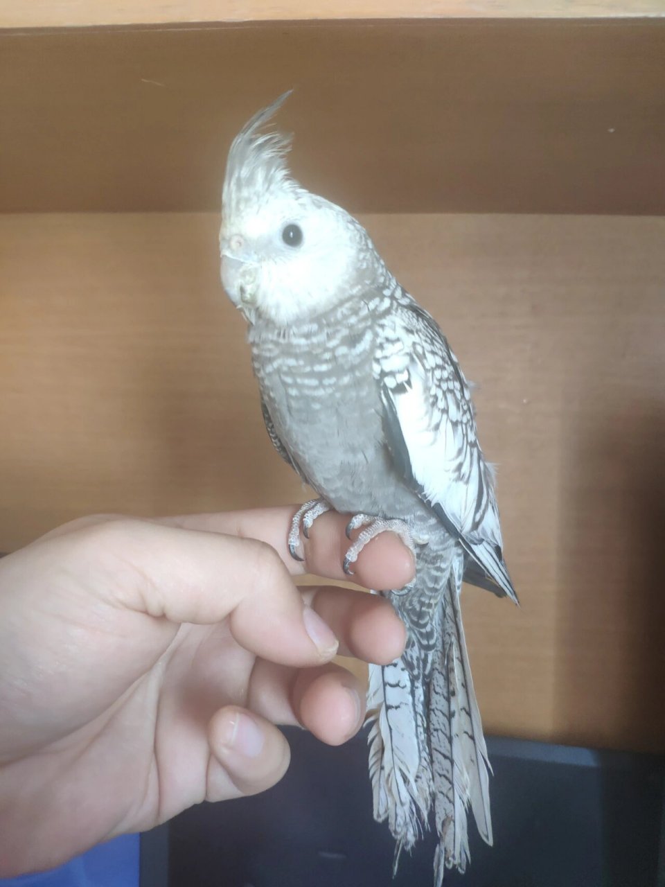 手养白脸珍珠玄凤鹦鹉 性别:公 亲人可爱 已经五个月了 可以上手#手养