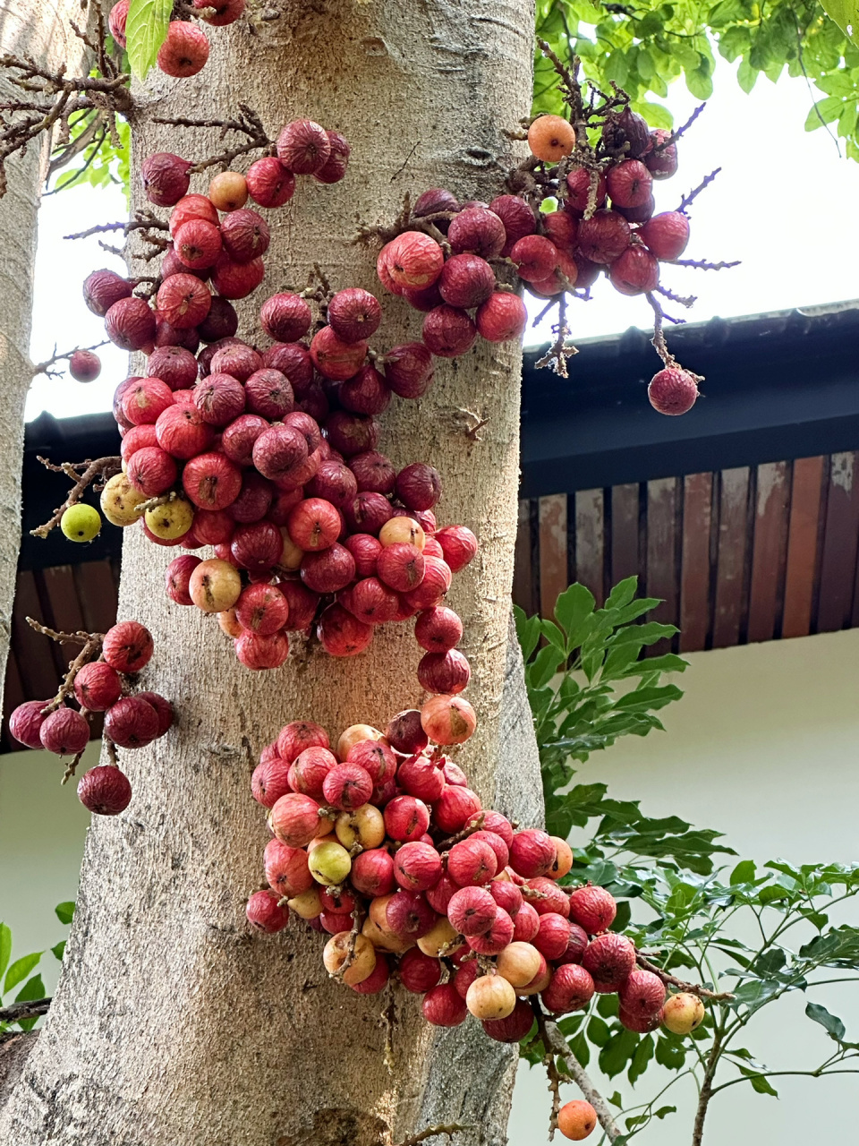 百年年树龄无花果(大叶榕) 泰国冬天 也可以多姿多彩,这应该是热带的