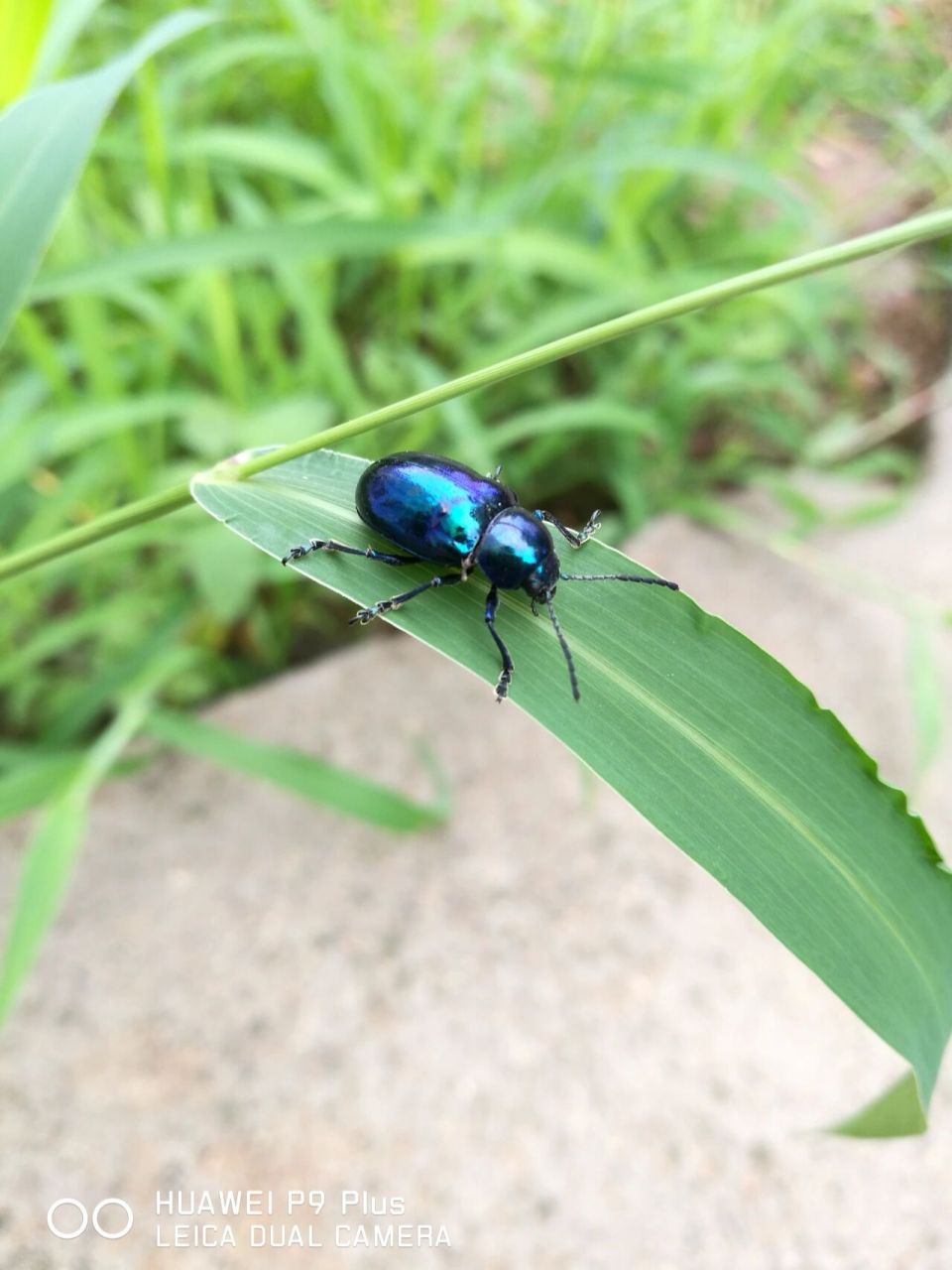 补充两张蓝金花虫 从照片水印看,差不多得两三年才能遇见一次吧09
