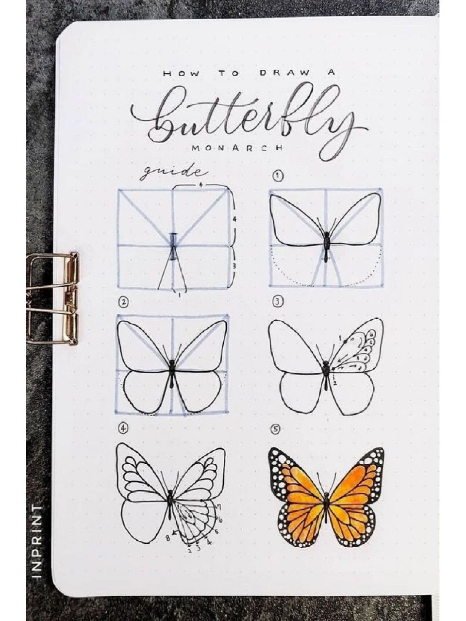 不同蝴蝶的绘画步骤 艺术家教程分享