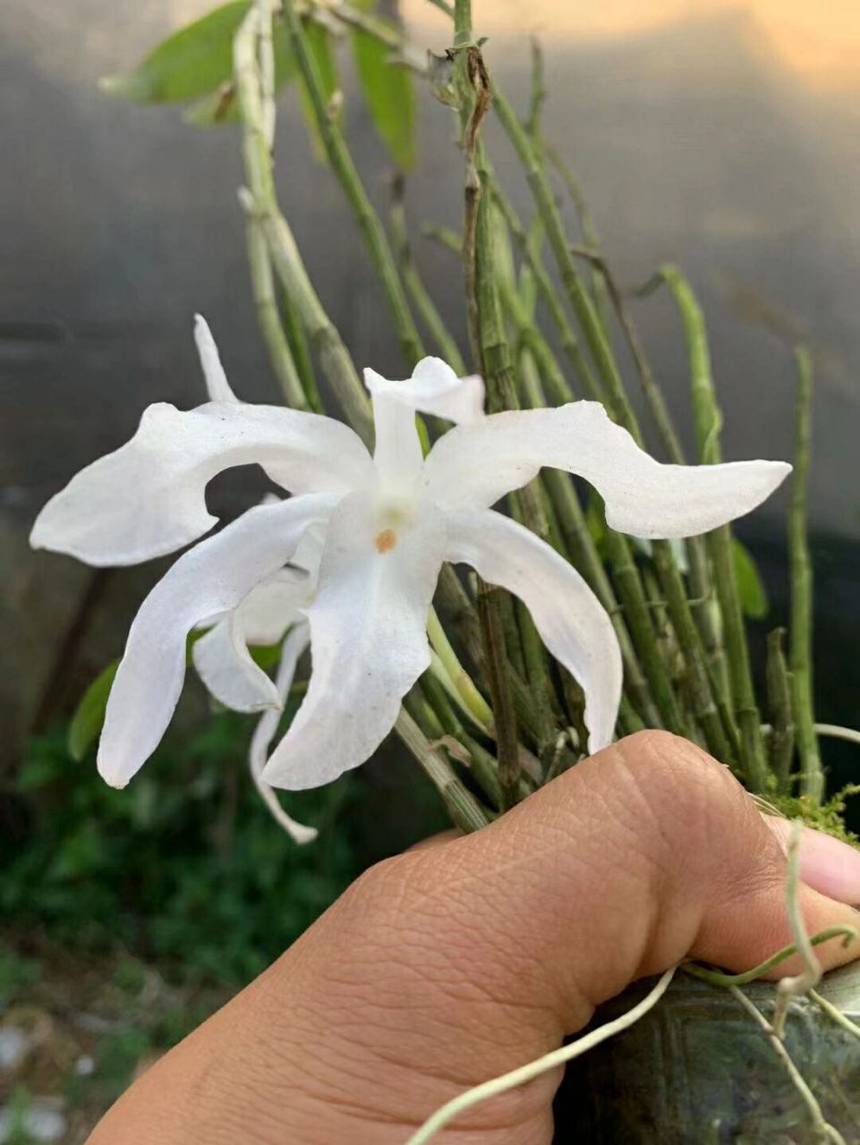 真漂亮,洁白的大花石斛花 #花卉绿植# #花卉绿植# #石斛