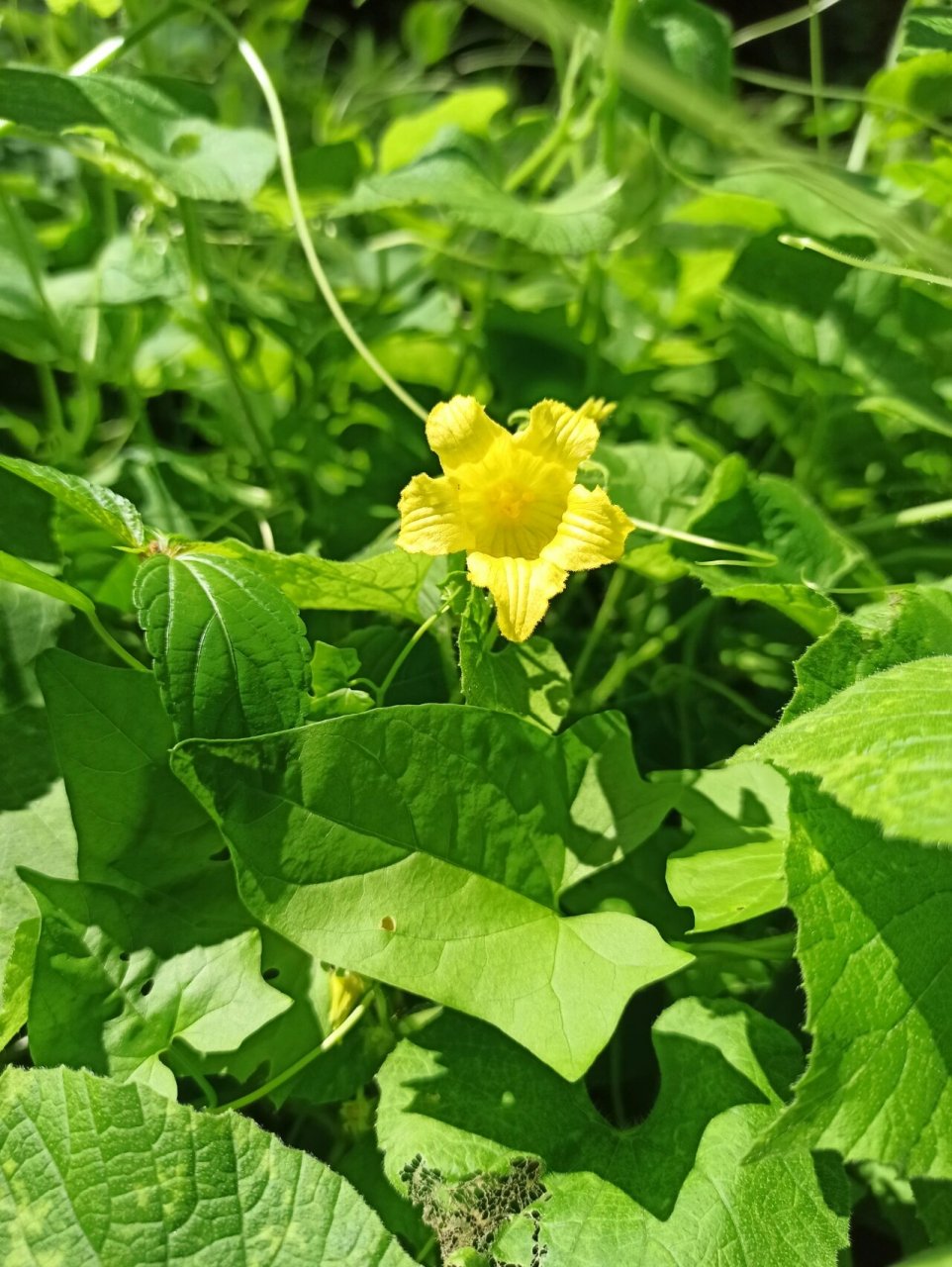 东北野草花(六十九)赤瓟 葫芦科赤爮属攀援草质藤本植物.