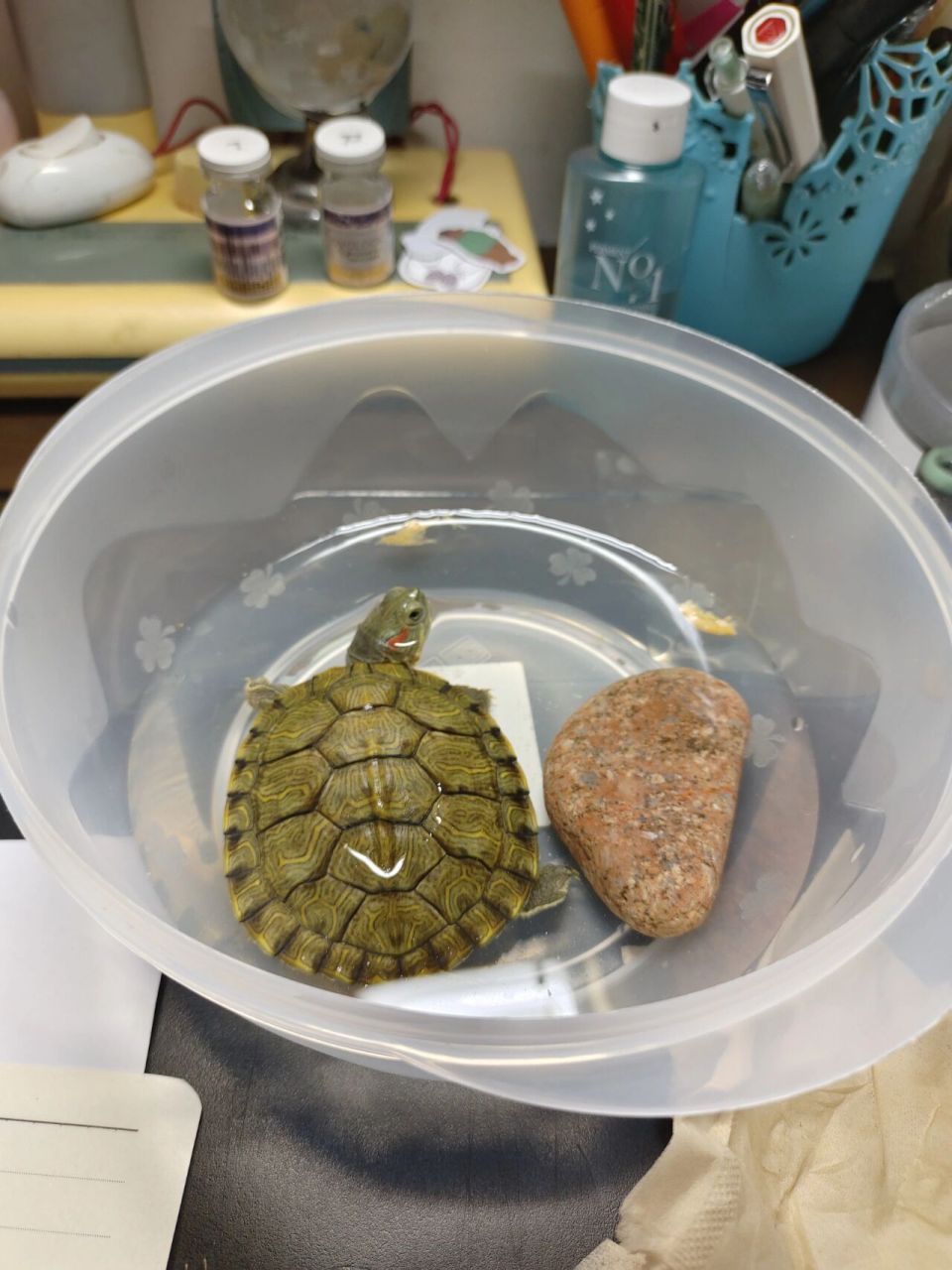 巴西龟年龄 刚入手一只巴西龟! 想问问龟龄大概多少啊?