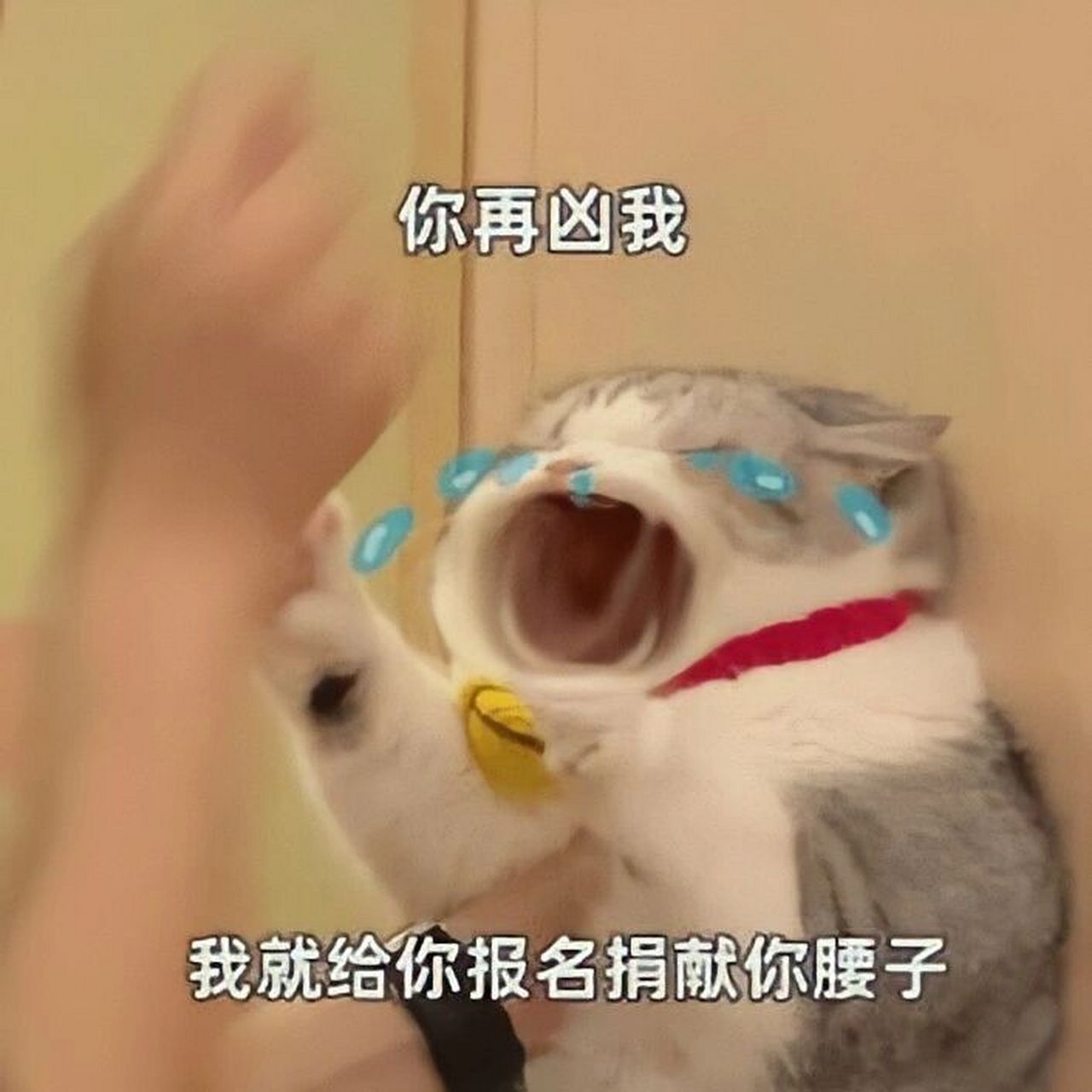 嘎腰子表情包 先打出一个"别"字,第一组字点到最后这就是你害怕的事情