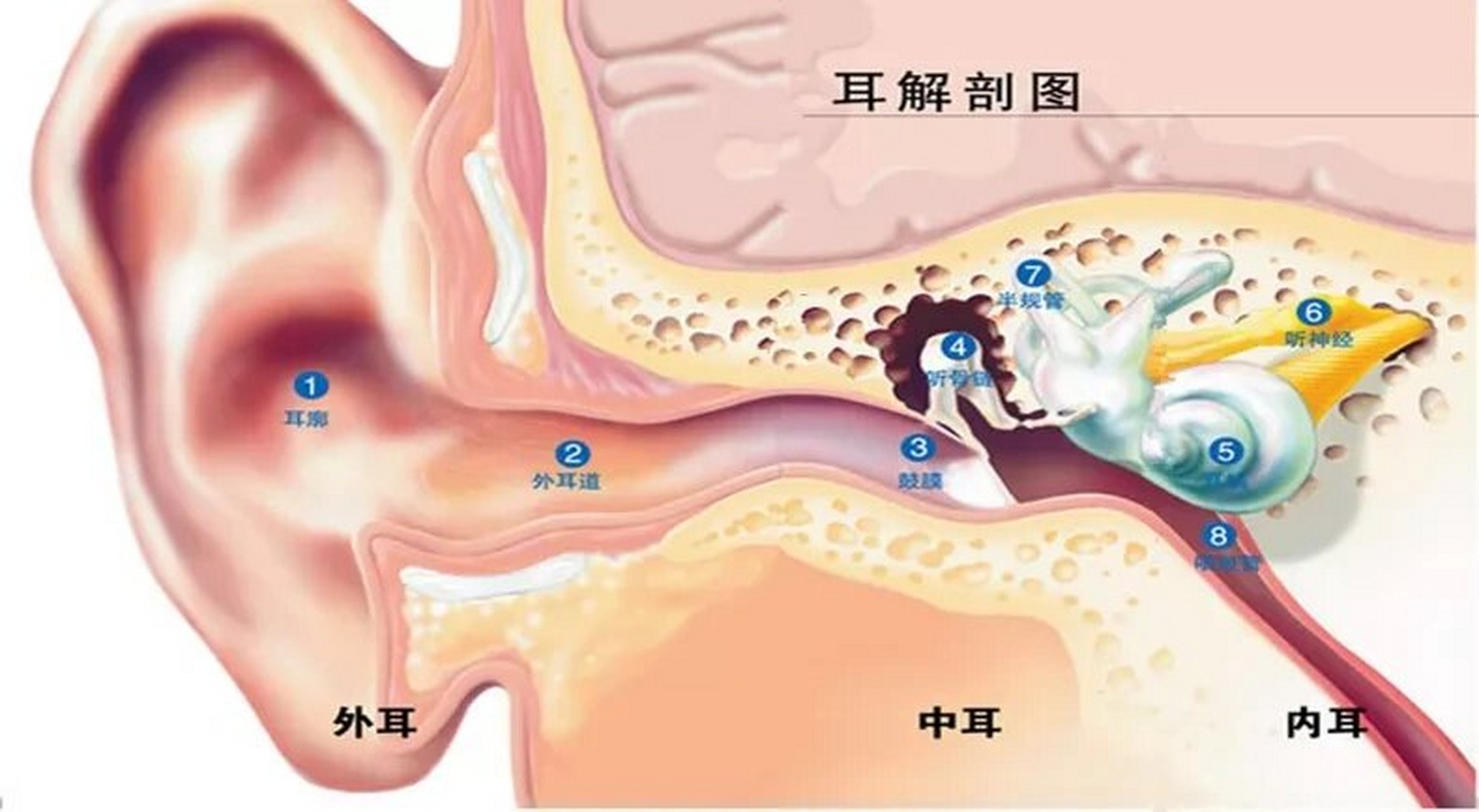 正常内耳道图片图片