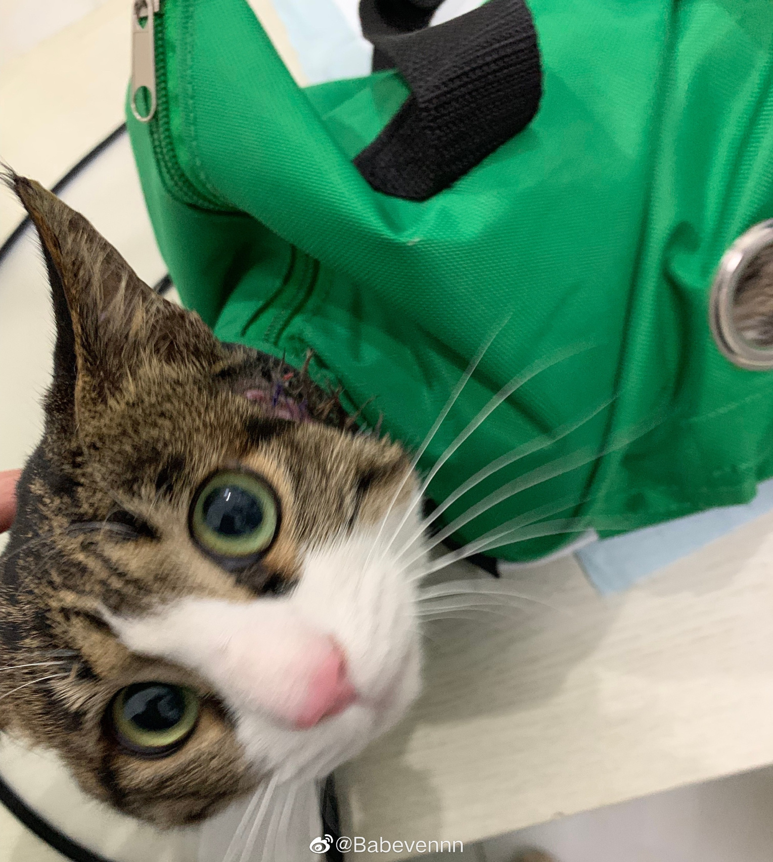 白围巾白手套的狸花猫 	 小咪来家里的第三个年头啦,刚捡回来的