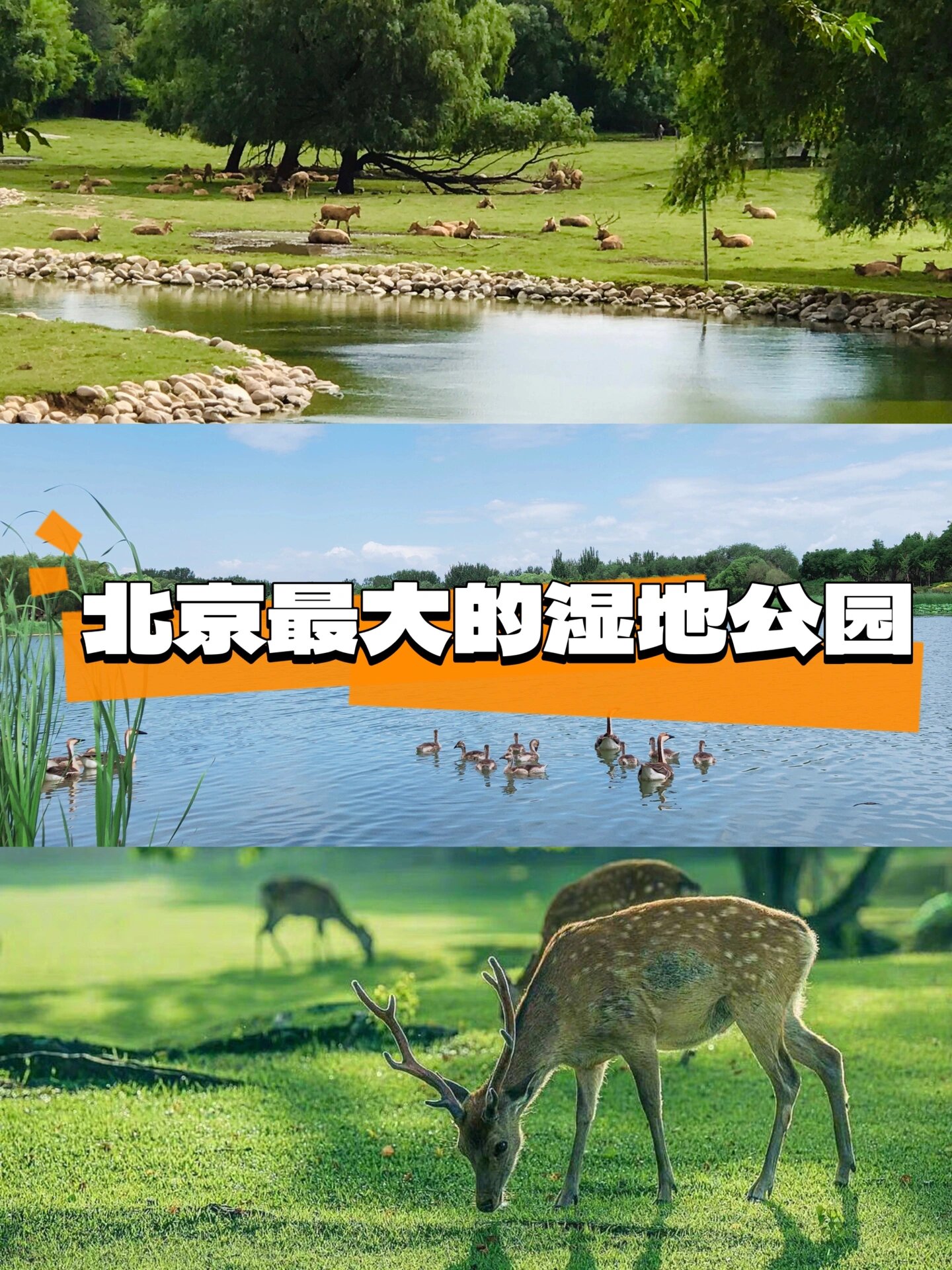 周末遛娃绝佳之地!南海子湿地公园