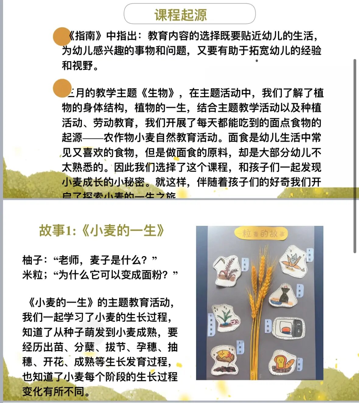 幼儿园分享|水培小麦班本课程,小麦主题故事
