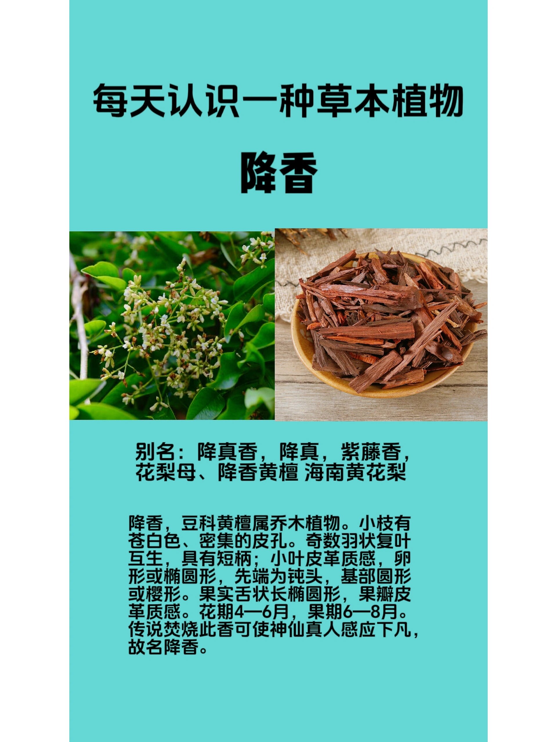 降香 中药材降香是一味活血化瘀药,为豆科植物降香檀树干和根的干燥