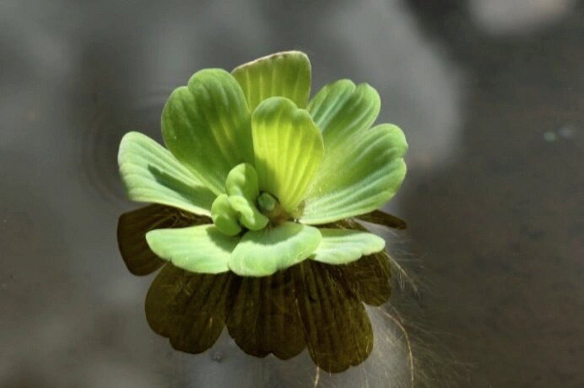 大薸(piáo),别名:水白菜,肥猪草 大薸是天南星科,大薸属水生飘浮草本