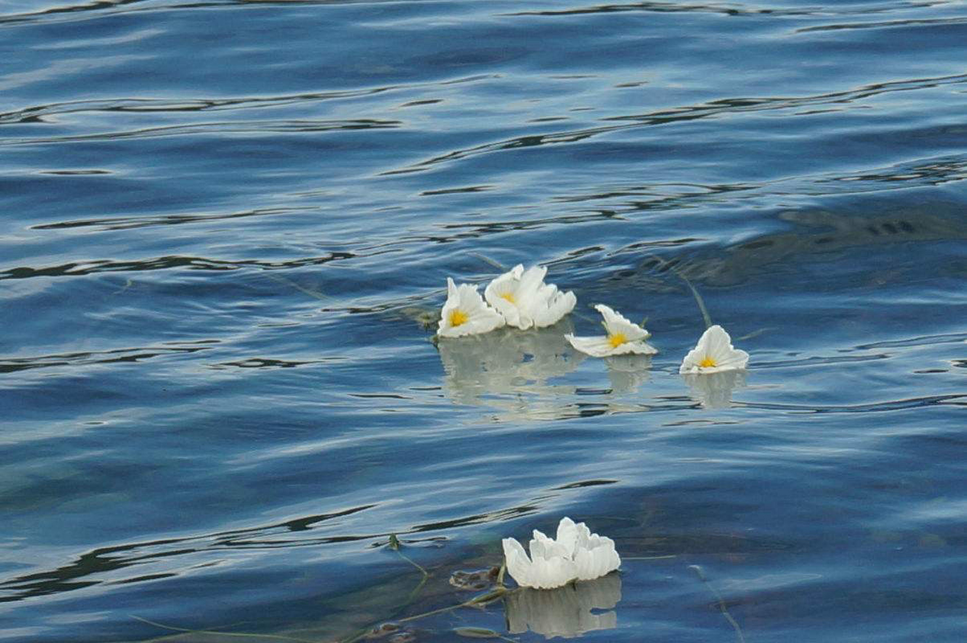 波叶海菜花(被戏作水性扬花) 波叶海菜花是水鳖科,海菜花属沉水草本