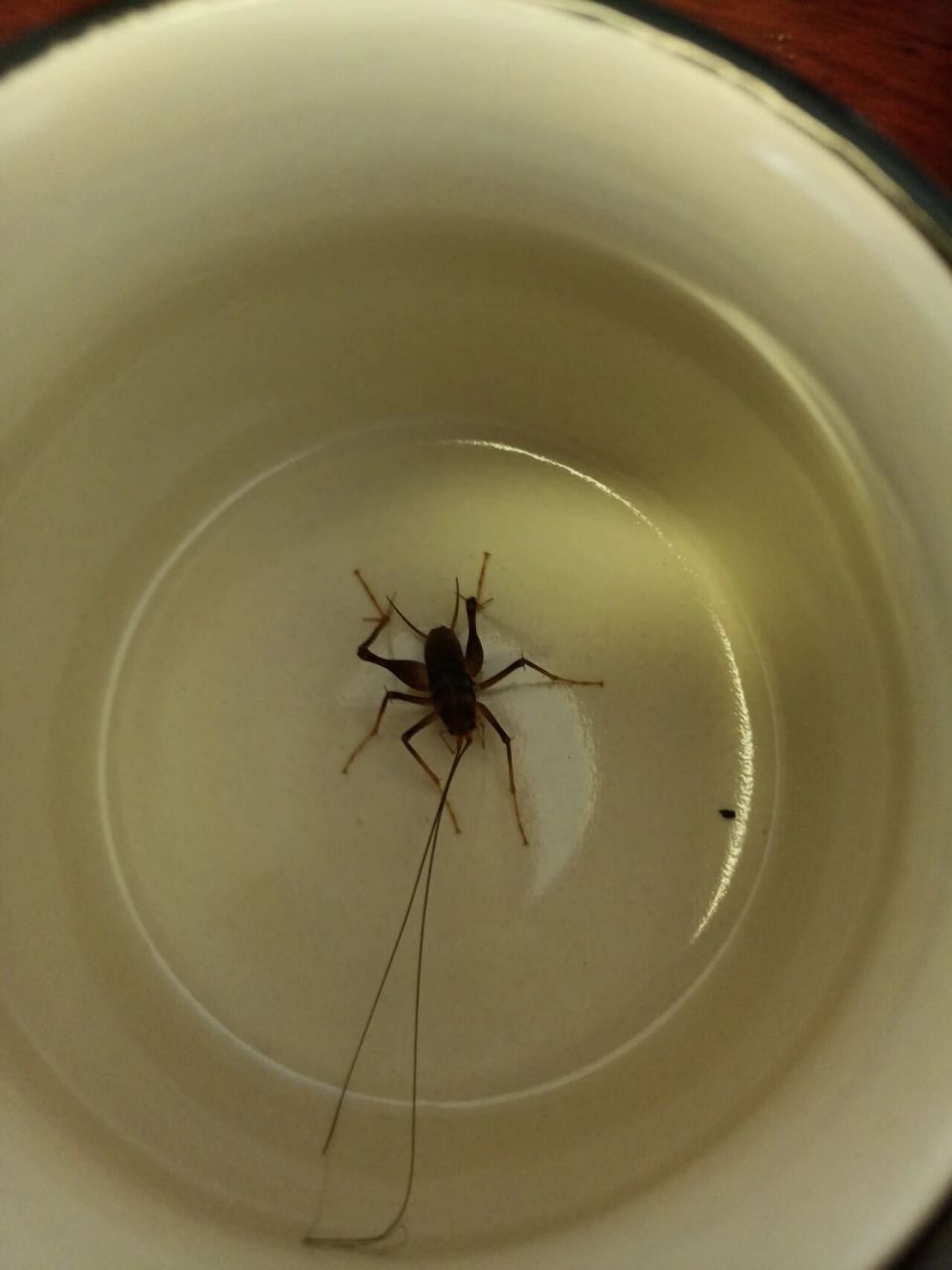 长得很像蟋蟀但又不是,查了查百度,原来这个小动物叫"灶马"灶马又称为