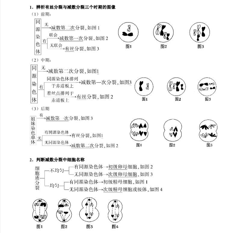 动物细胞有丝过程图图片