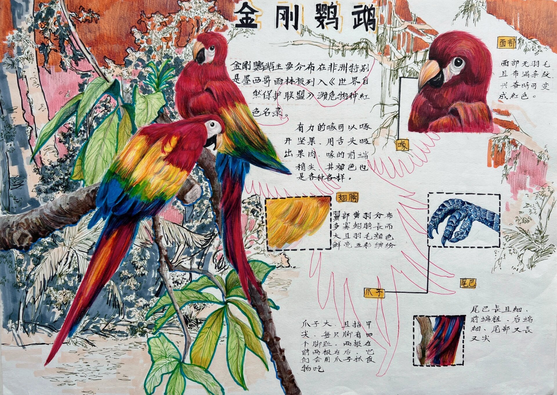 自然笔记—金刚鹦鹉