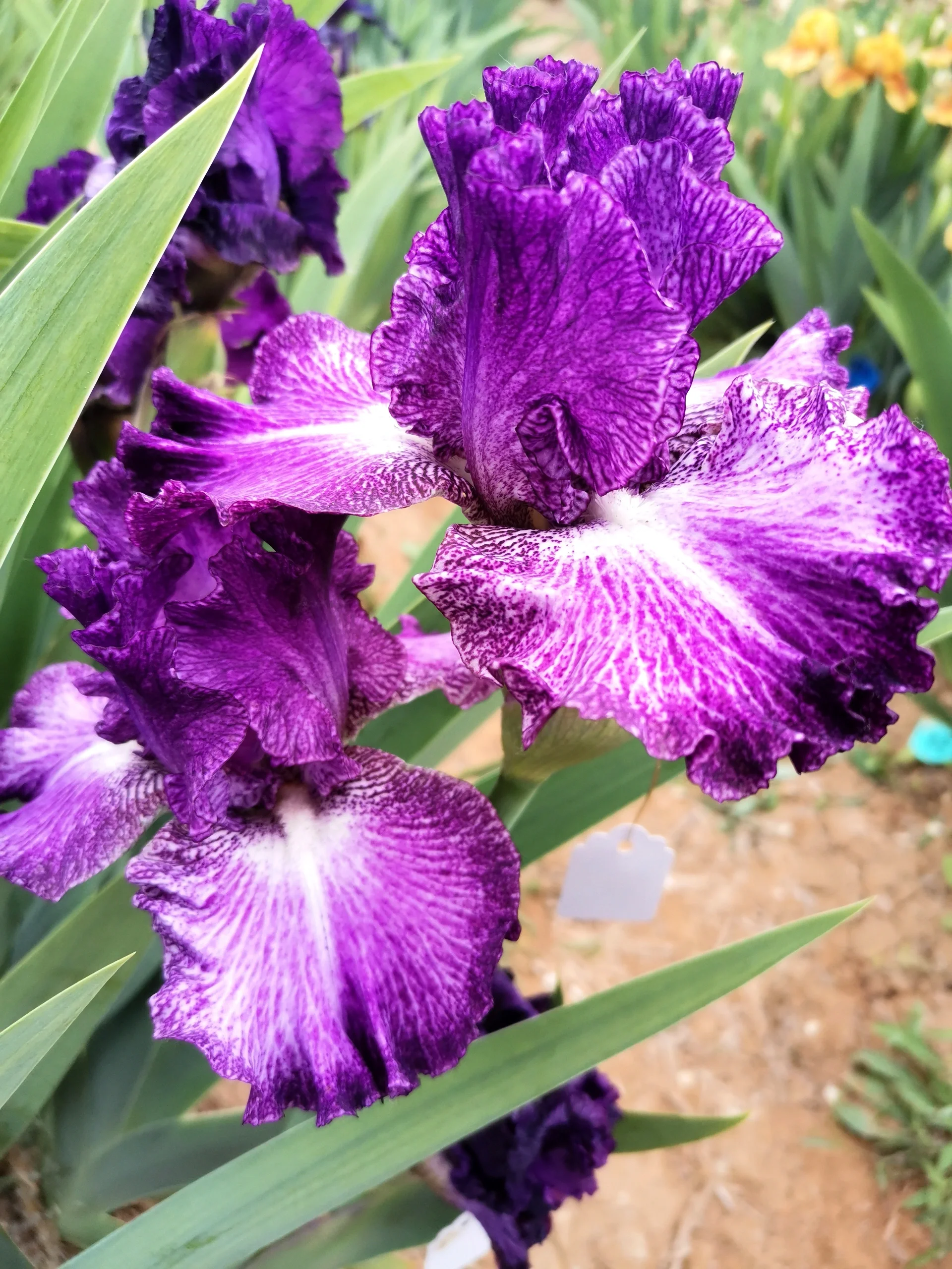 德国鸢尾 图片整理