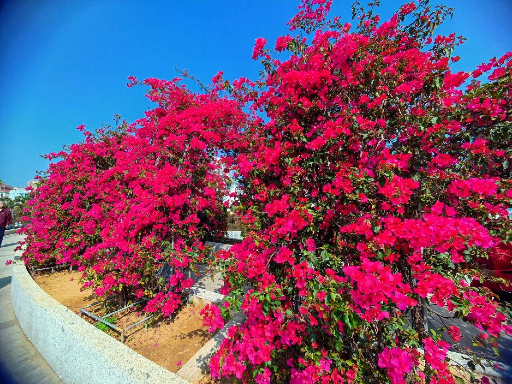 北海的市花是三角梅,市花公园,位于北海市四川路和天府路交汇路口