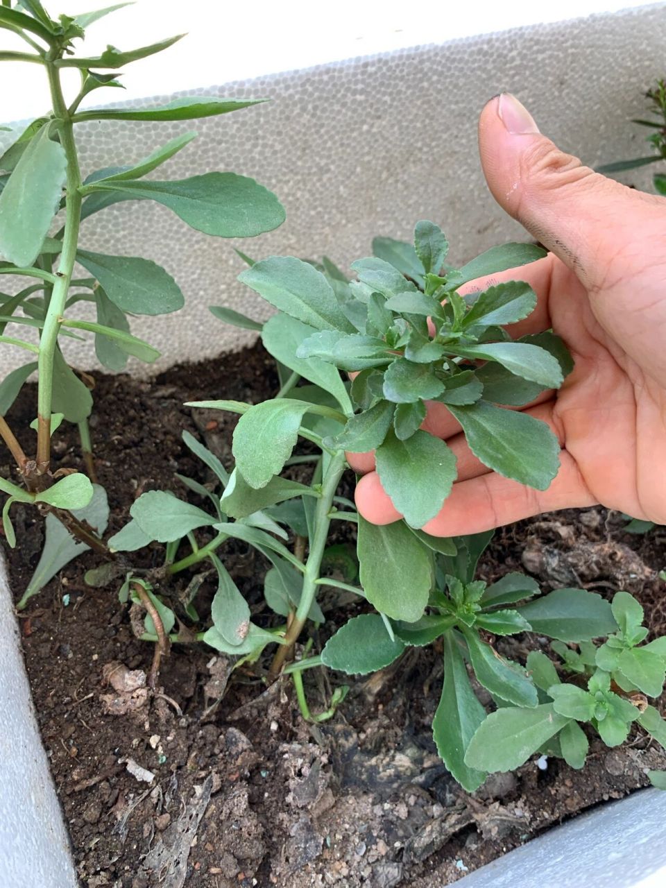 喜欢打篮球,扭伤不下数次,每次扭伤奶奶就用这种土三七草给我消肿化淤