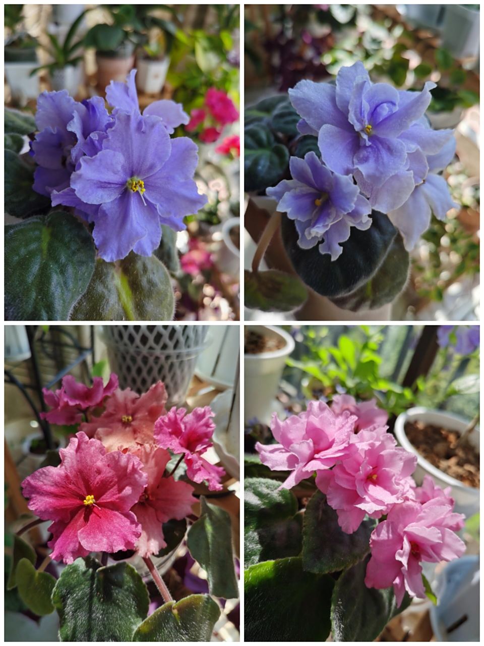 超耐阴,品种多,花期长,超好养的非洲堇 非洲堇是真的可以一点阳光都不