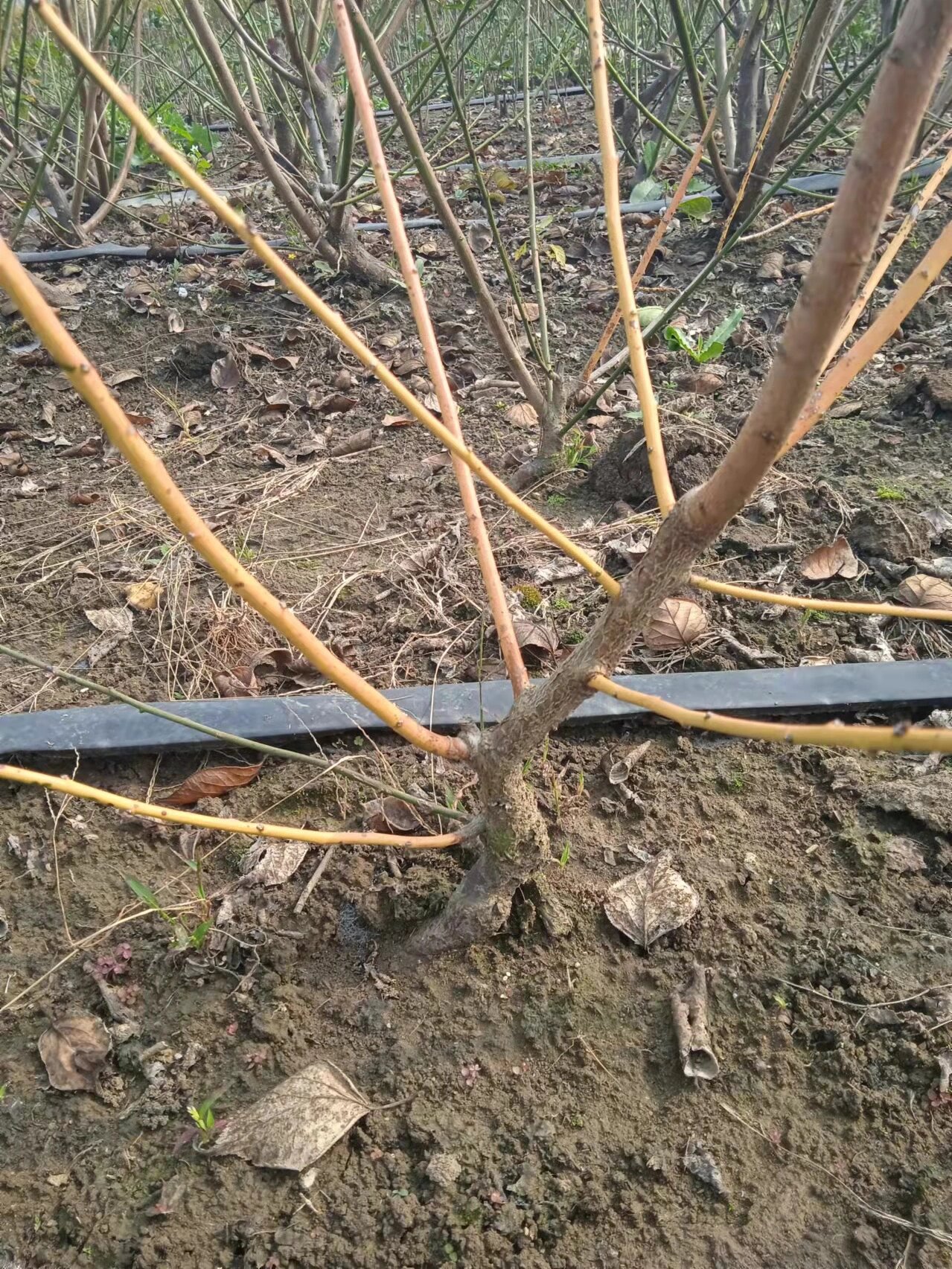 梅花～梅花基地～品种梅花～时出锦 时出锦的枝叶颜色在梅花品种里说