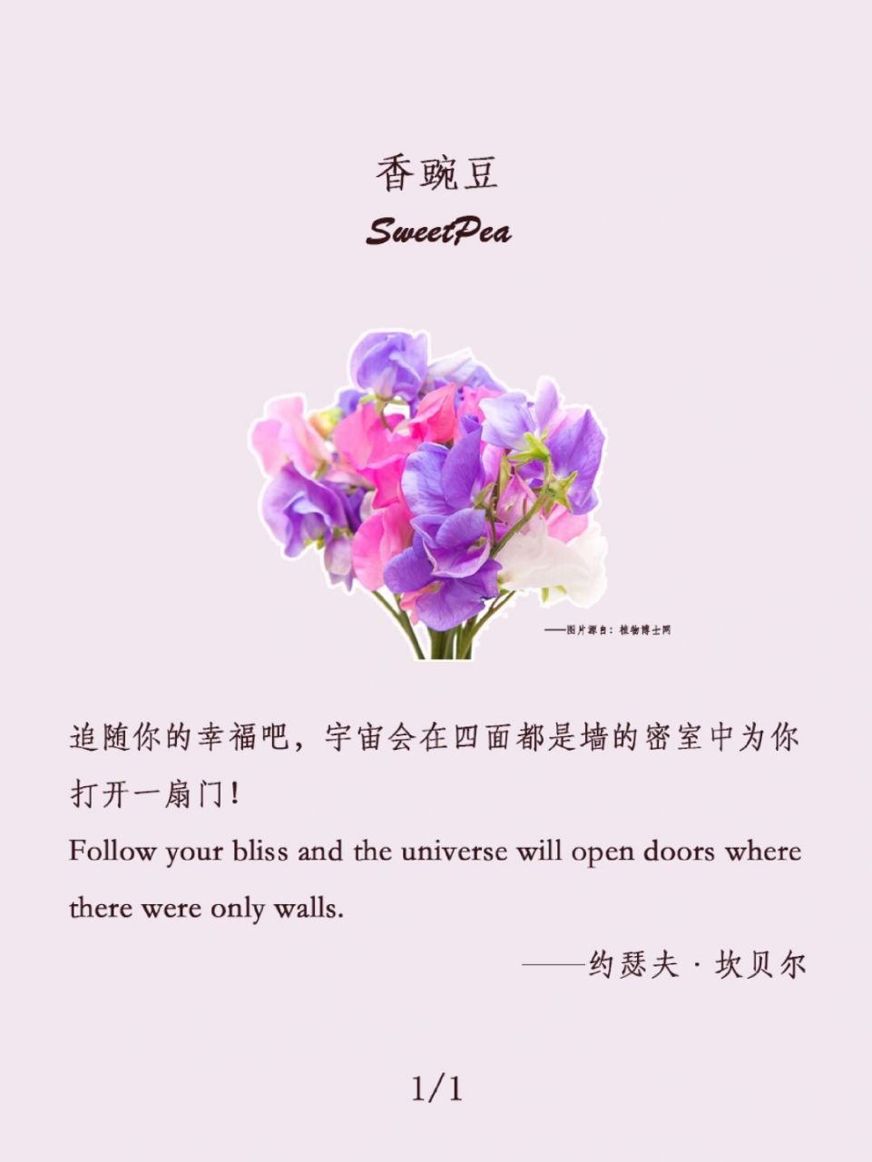 78情感|香豌豆的花语 #浪漫生活的记录者# 香豌豆