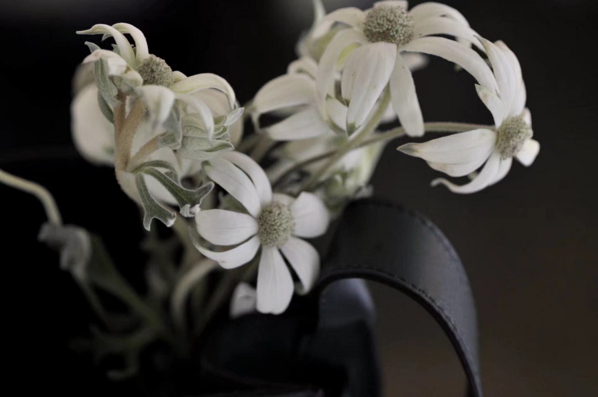 花材分享|奥地利雪绒花 感谢我的可爱客户让我狠狠心下了一扎这个绒绒