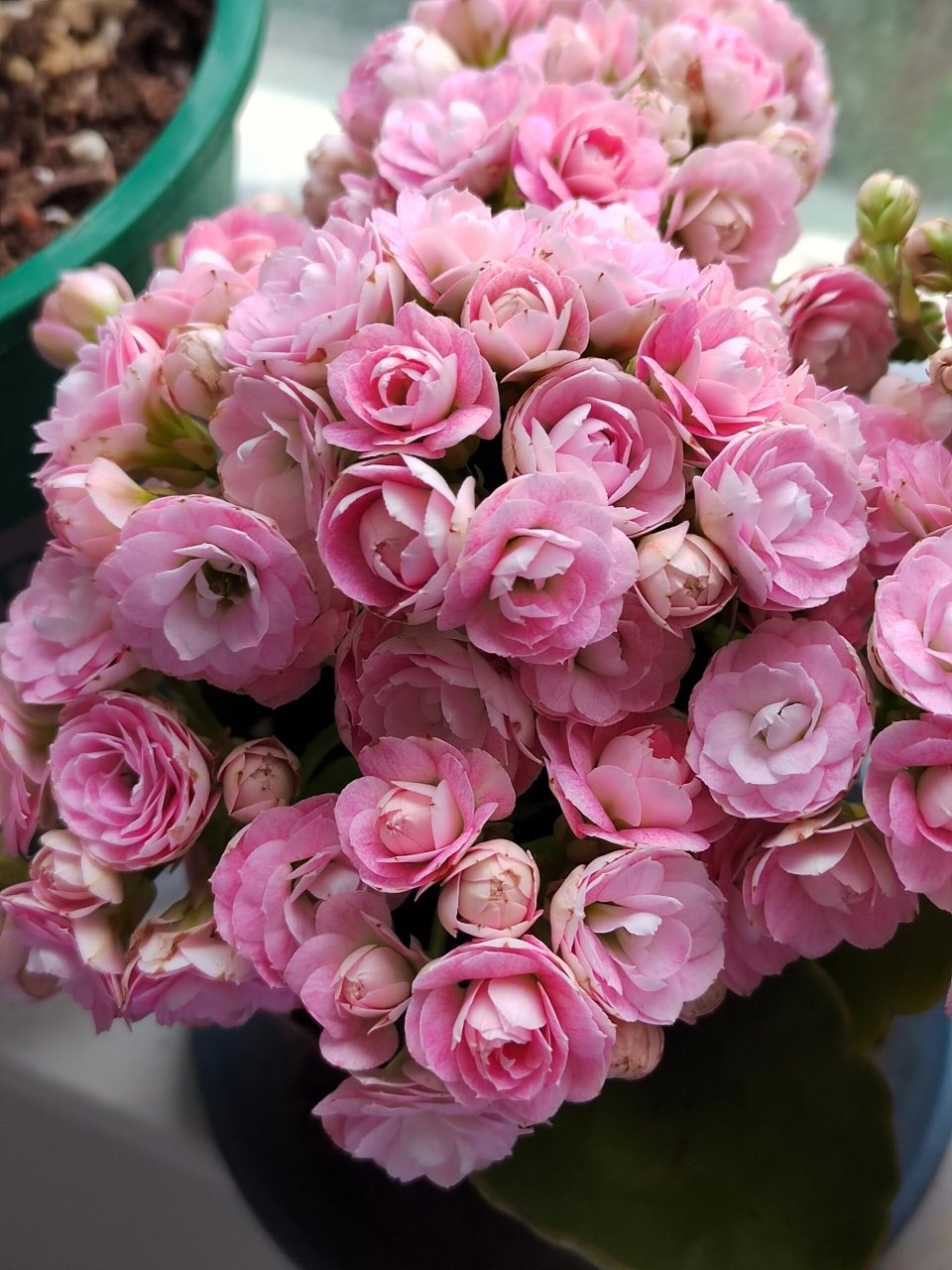 长寿花 玉芙蓉 下雨光线不好,拍不出她的美.