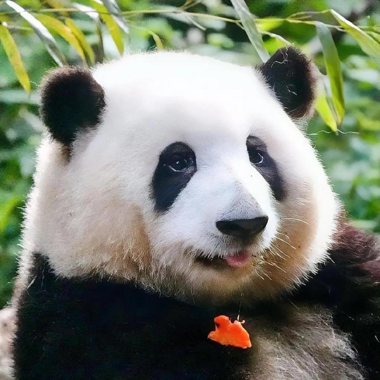 大熊猫花花院子外面的保安大叔太有才了.