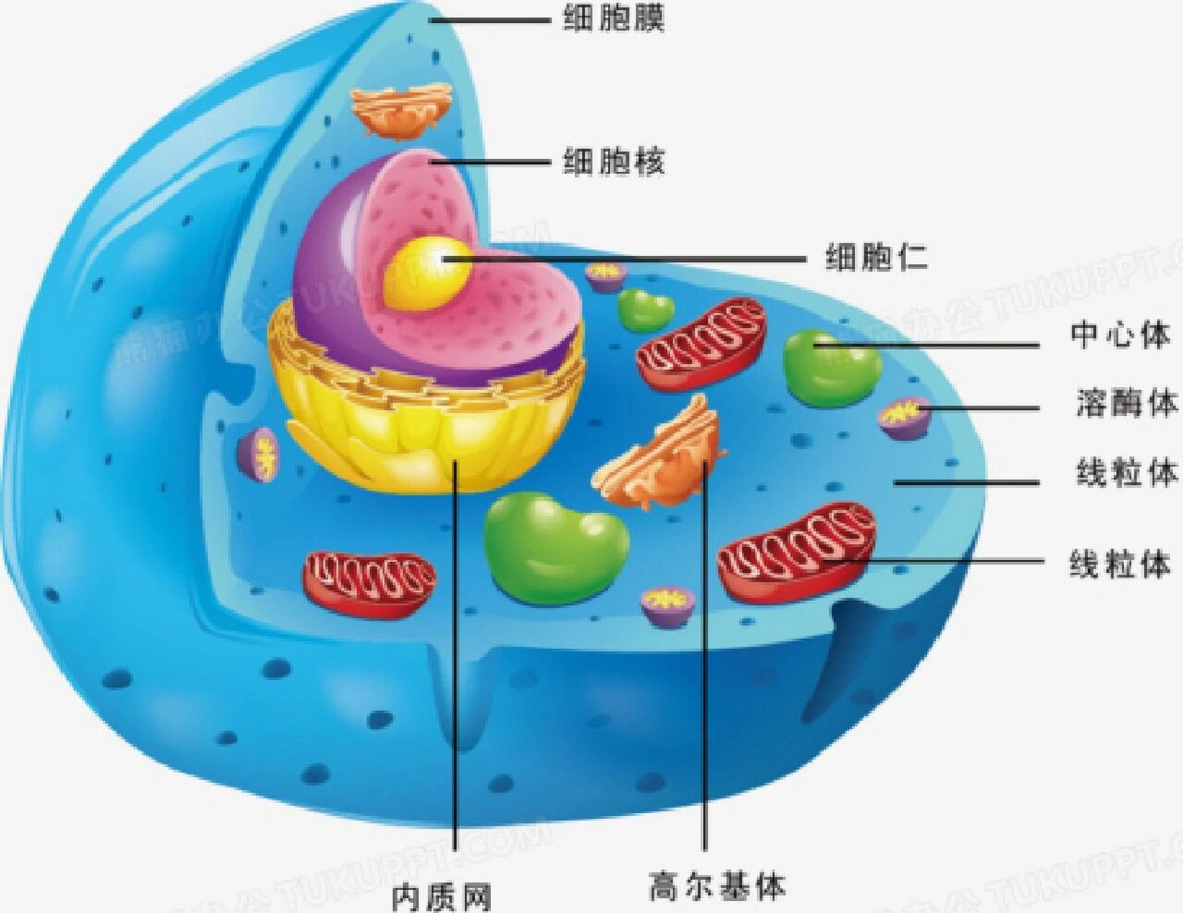 八大细胞器的图片图片