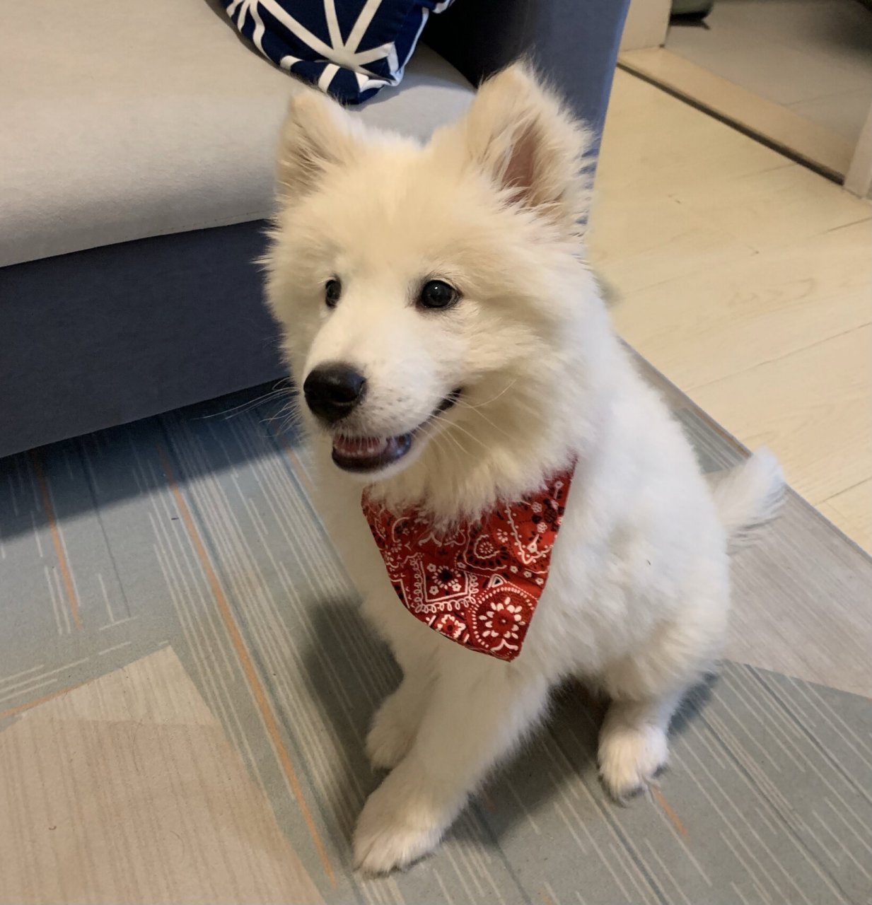 萨摩耶四个月正常应该多少斤啊 胖仔四个月了才13斤,算正常啊嘛