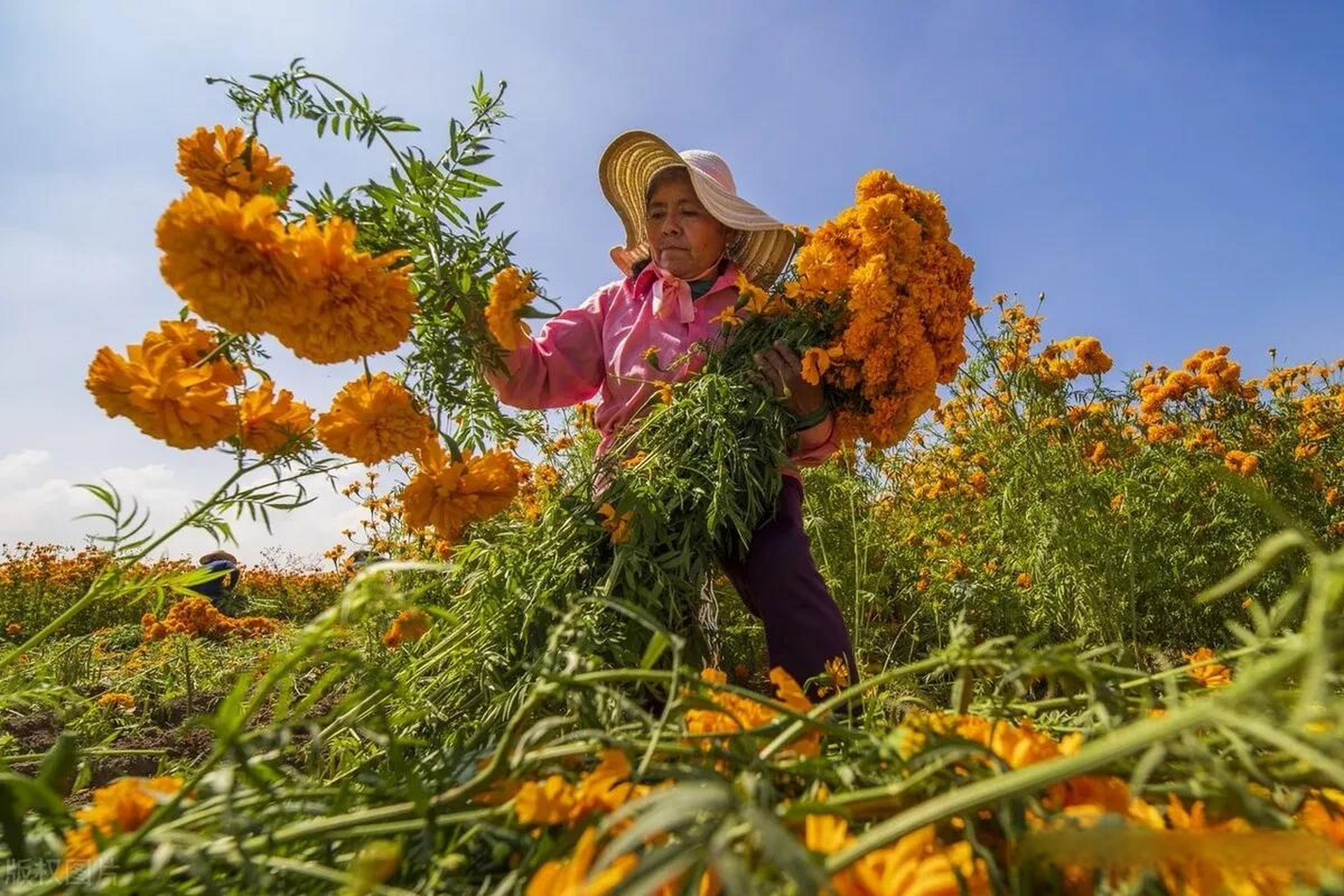 墨西哥普埃布拉州迎接亡灵节农民们采摘万寿菊