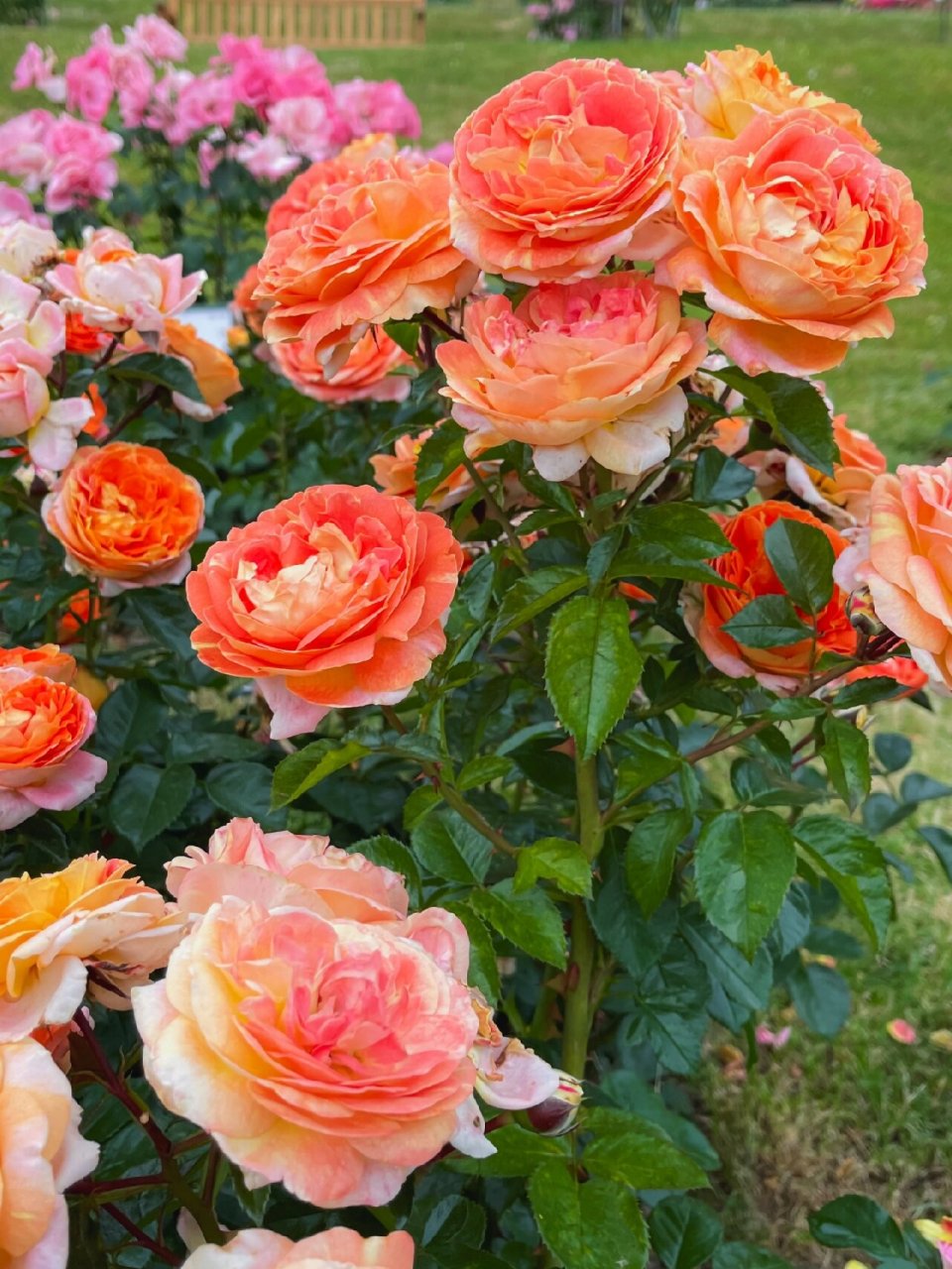 科德斯月季桑巴 科德斯月季桑巴samba03 花瓣正面橙红色且边缘