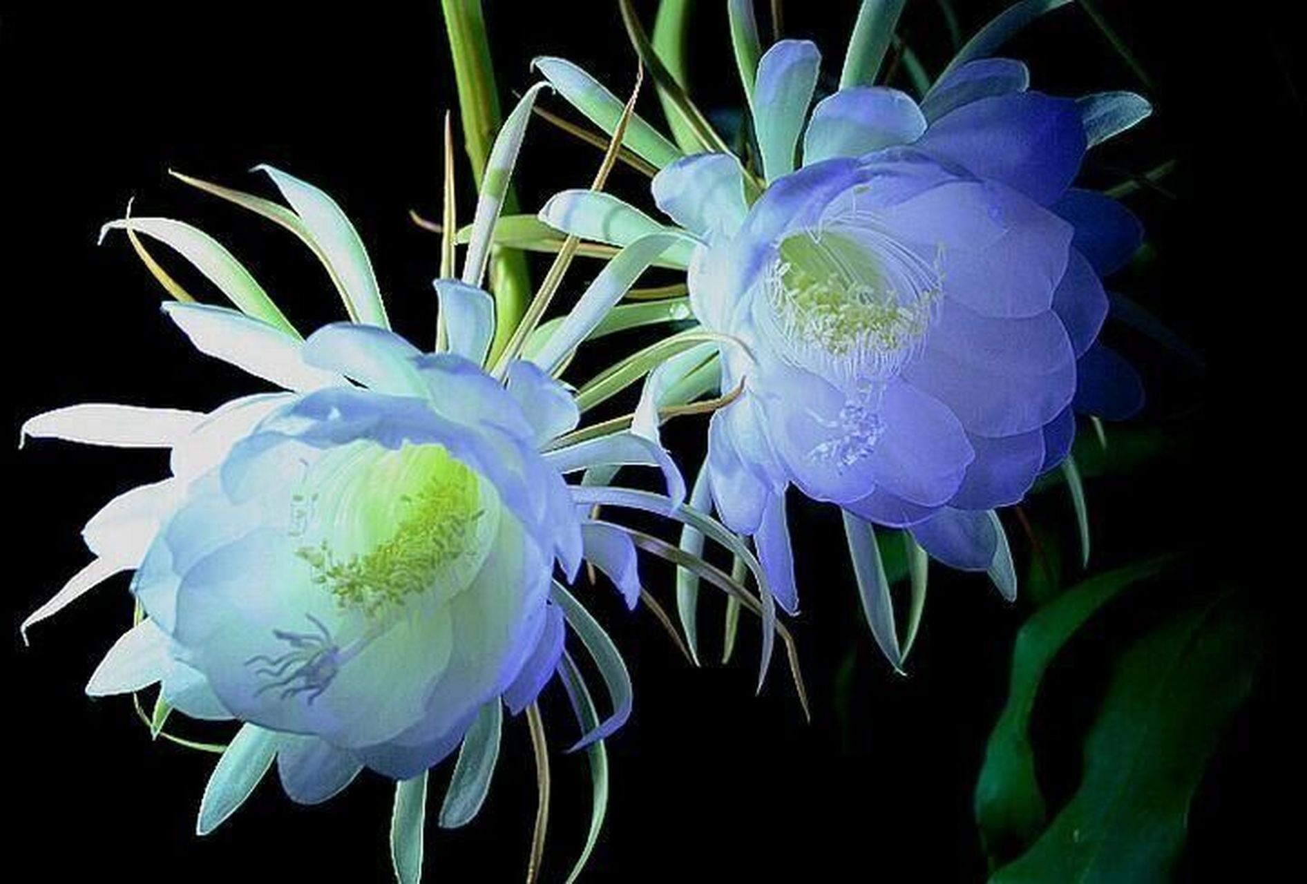 昙花的花语是转瞬即逝,珍惜美好,顽强坚持 昙花的花期很短,盛花期只有