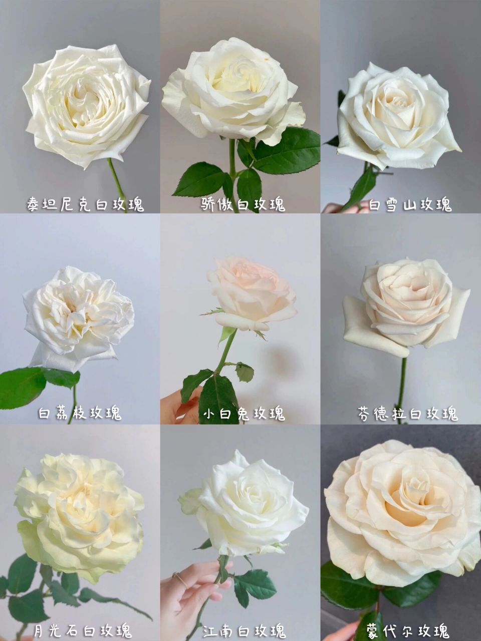 一次认识9种白玫瑰|花语收藏07 一次性认识9种白玫瑰 【坦尼克白