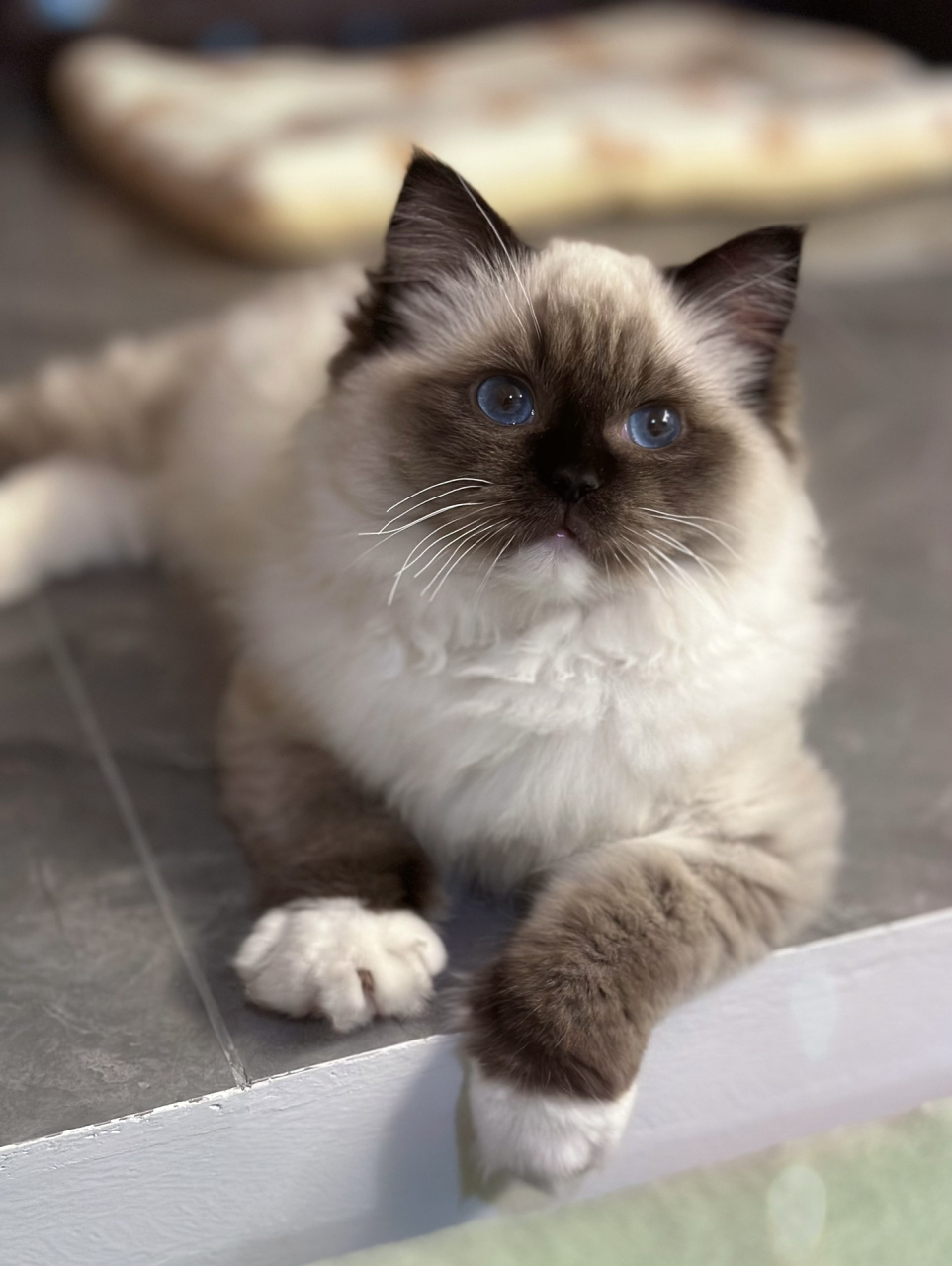 手套色布偶|可爱小黑脸93     四个月啦95